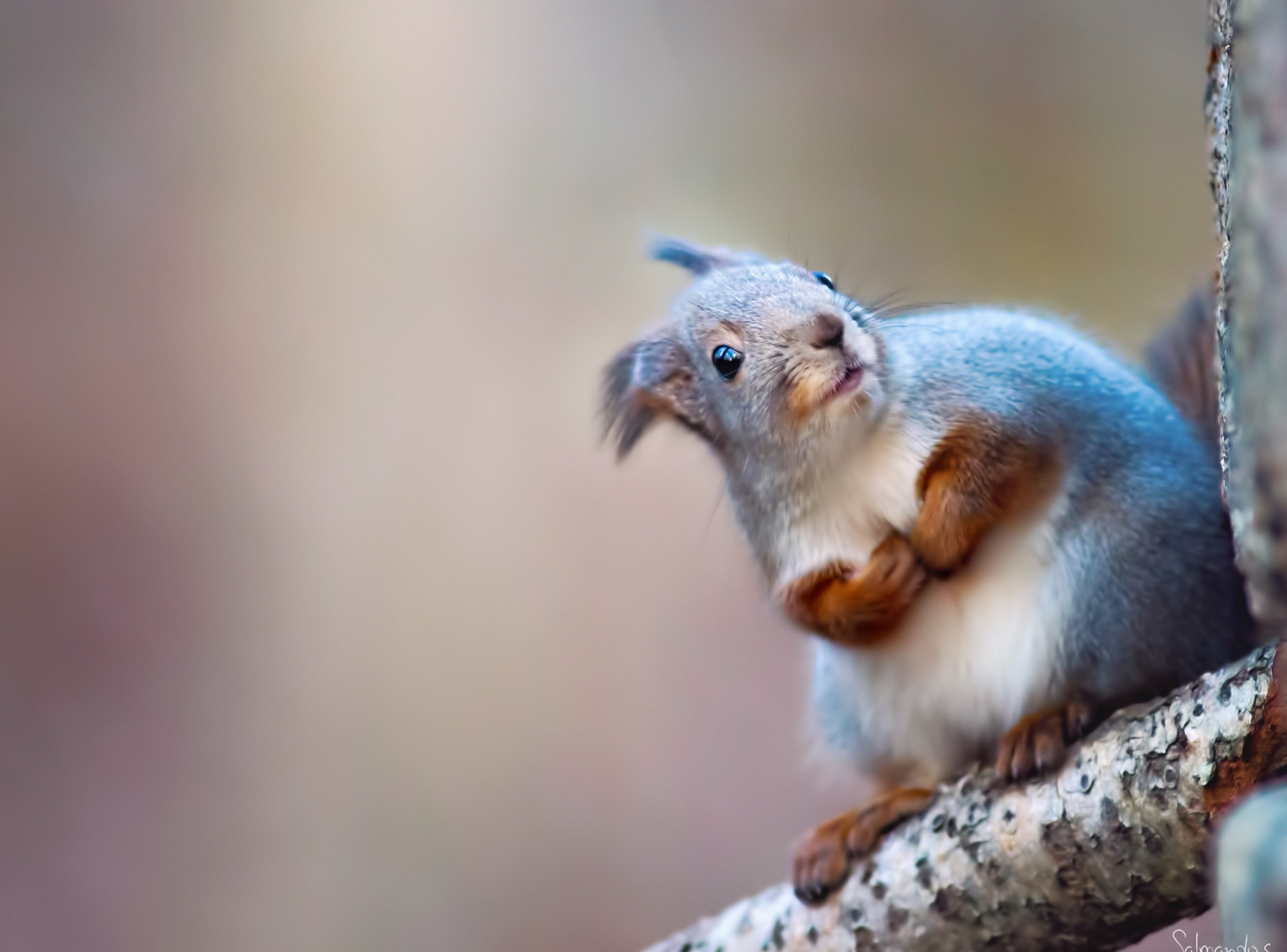 Wild, Cute, gray, hd, bird, vertebrate, Funny, white, branch, rodent, no people, looking, Animal, hi, Animals, close-up, animal head, mammal, day, outdoors, HD Wallpaper