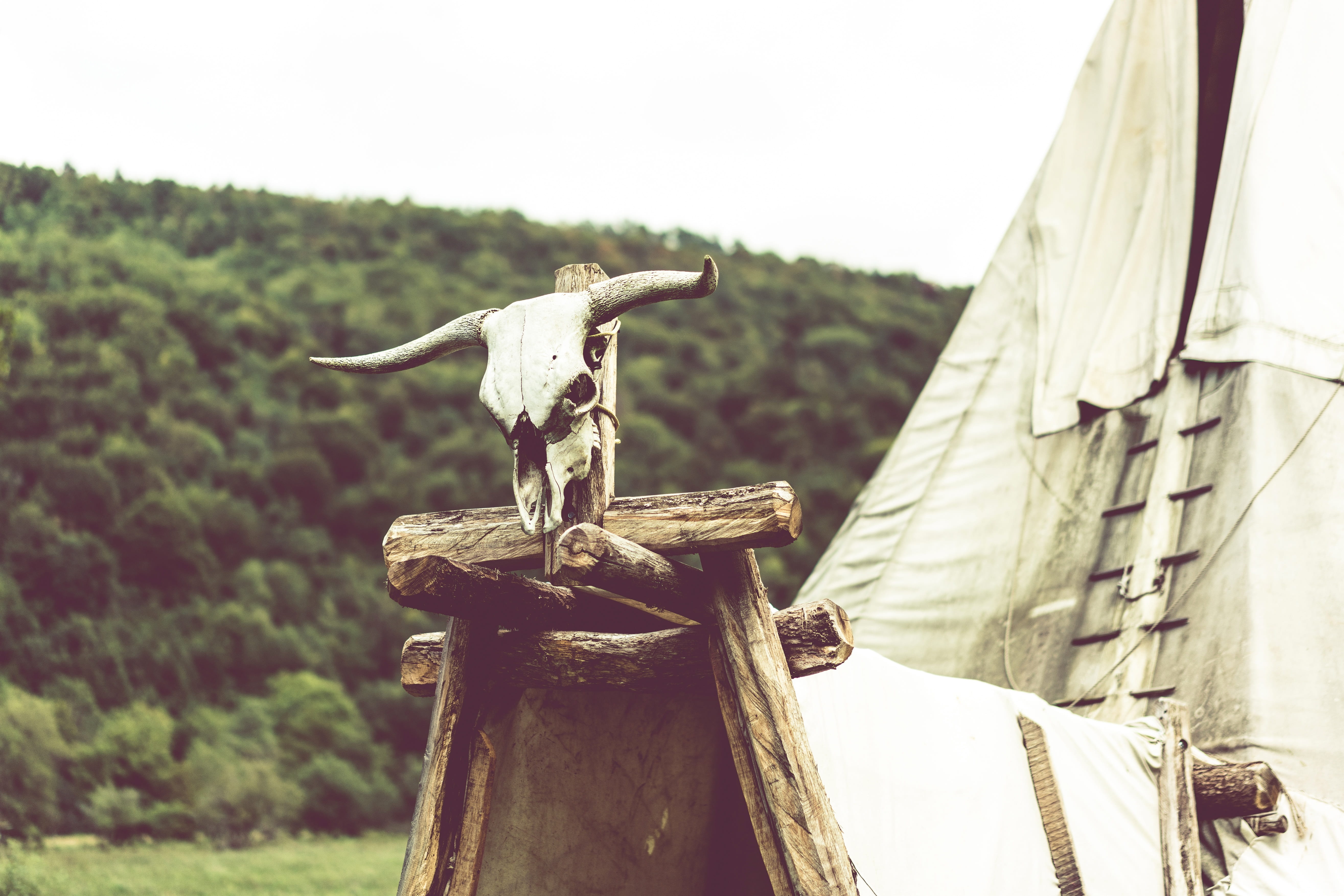 post, rope, wood - material, wilderness, art and craft, animal skull, day, indians, architecture, plant, tent, human representation, horned, 5K, tipi, HD Wallpaper