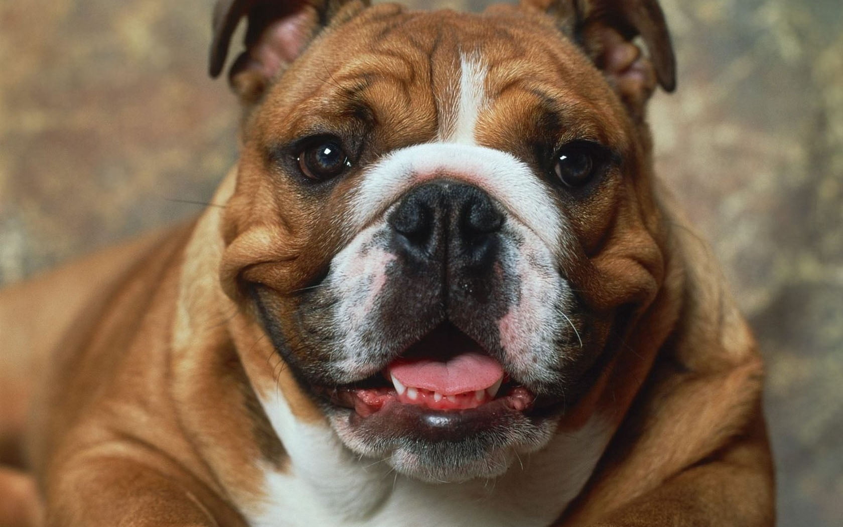 boxer, cute, wrinkled, english Bulldog, one Animal, purebred Dog, animal tongue, pets, bulldog, animal body part, animal, mouth open, sticking out tongue, HD Wallpaper