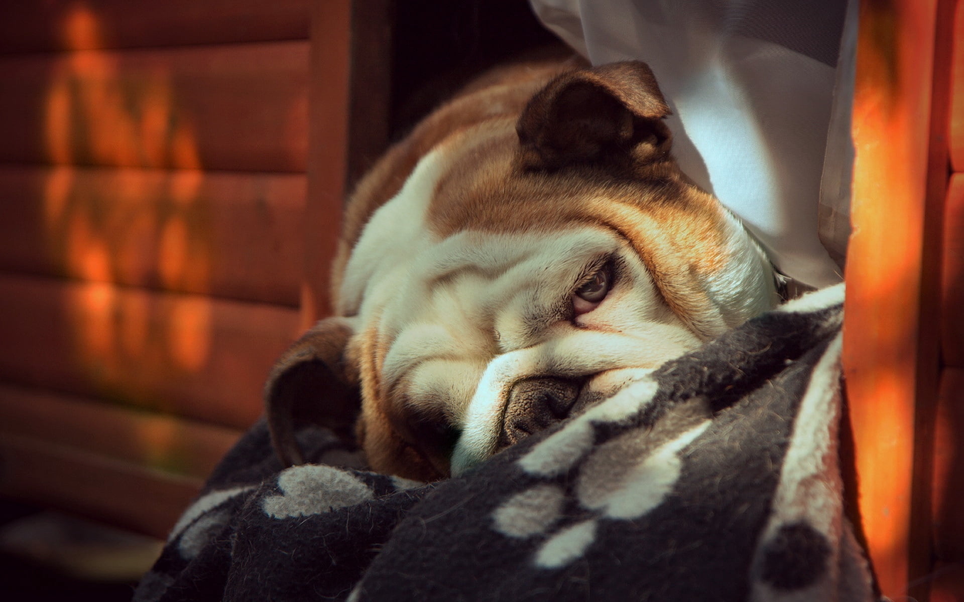 tan, wrinkled, paw, cute, whisker, animal, beautiful, feline, cat, close-up, canine, pets, domestic, tired, relaxation, white, portrait, purebred Dog, one Animal, HD Wallpaper