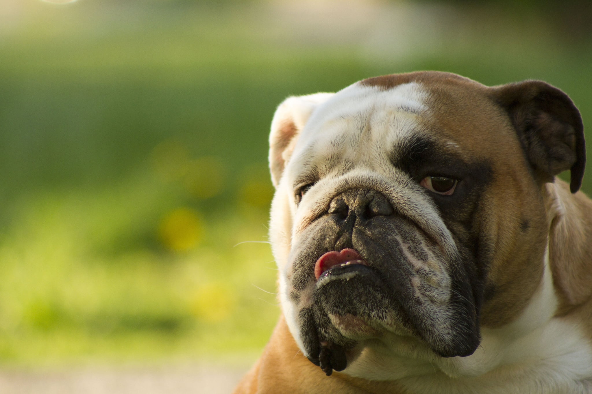 animal head, pets, pug, focus on foreground, dogs, animal, day, portrait, small, eyes, mammal, animal themes, brown, animal body part, face, animal mouth, HD Wallpaper
