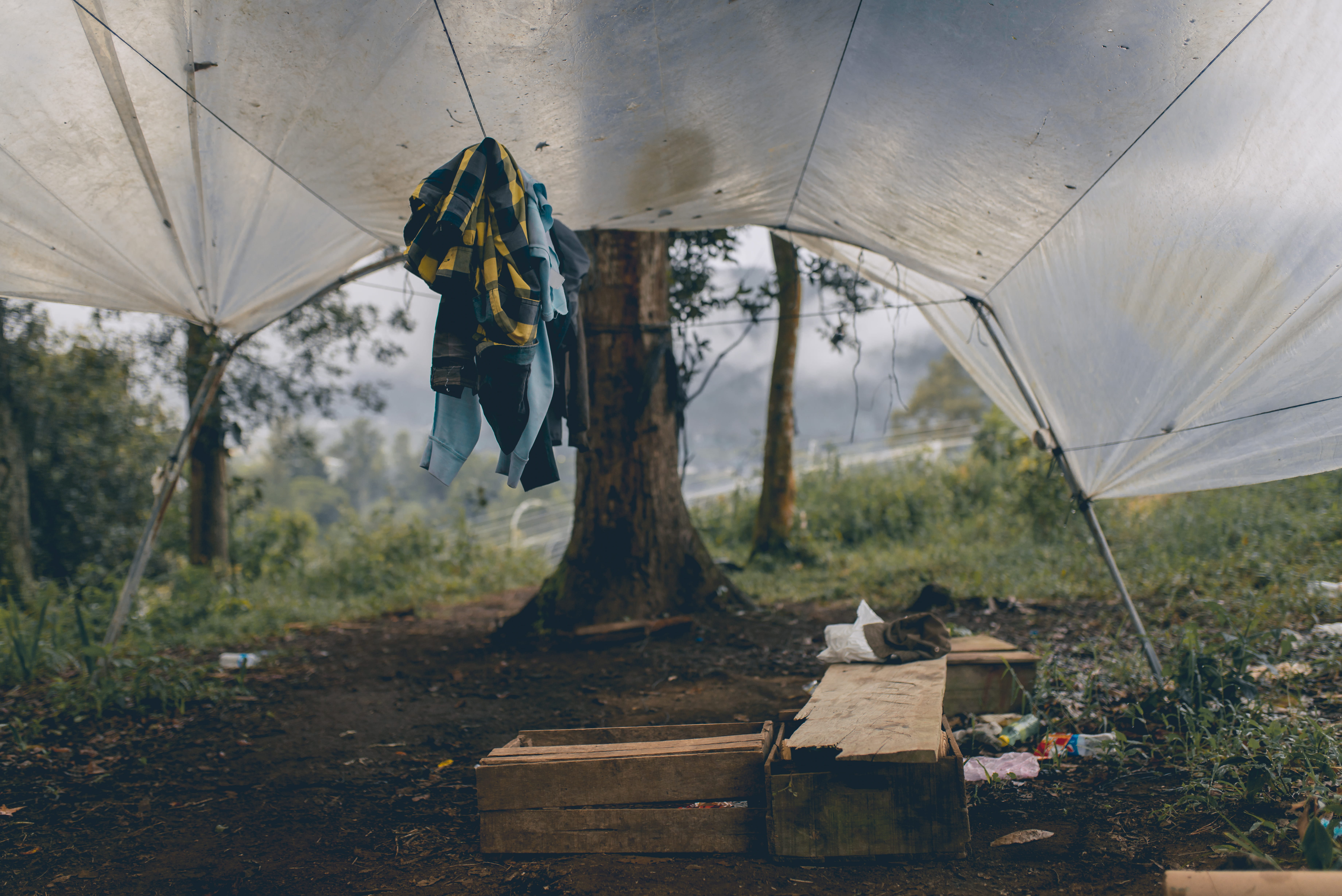 tarp, hanging, adult, tree trunk, day, occupation, clothes, protection, security, 5K, brown, water, crate, forest, tree, camping, rectangular, shelter, HD Wallpaper