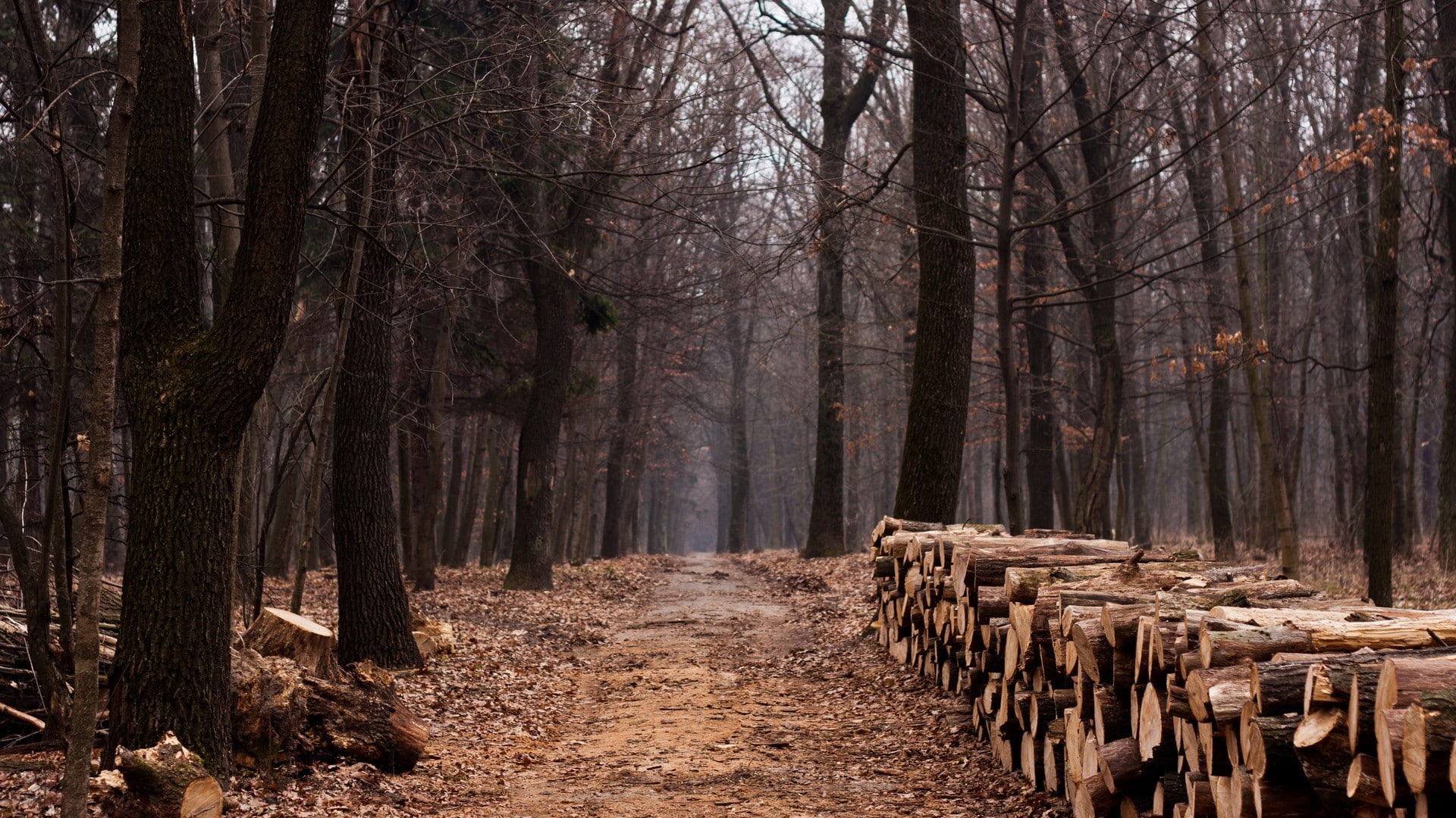 trees, fall, leaves, path, wood, 1080P, tree stump, dirt road, forest, nature, landscape, HD Wallpaper