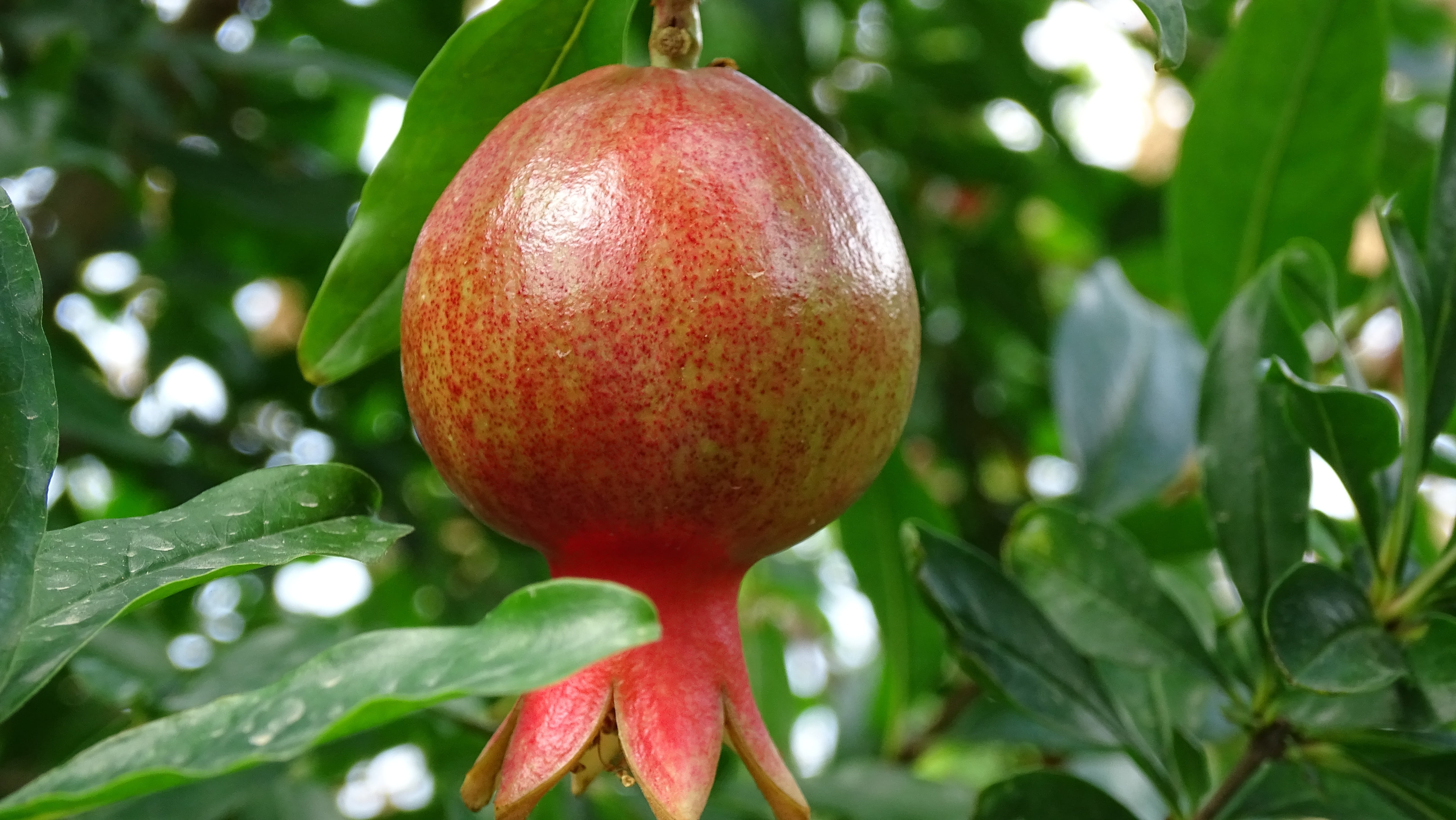 day, plant, plant part, pomegranate, fruit, agriculture, no people, outdoors, tree, food and drink, close-up, wellbeing, red, summer, organic, green color, HD Wallpaper
