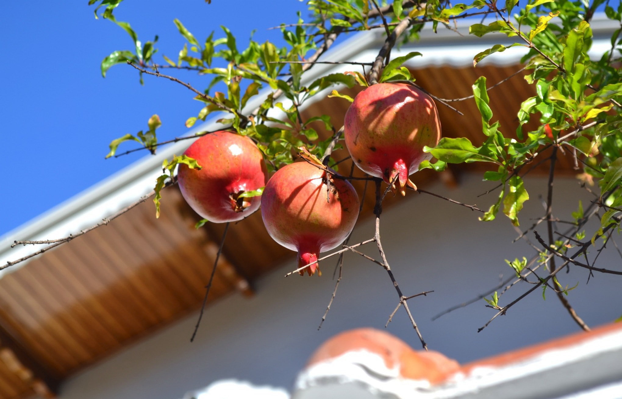 sky, roof, Pomegranate, branch, tree, 1080P, HD Wallpaper