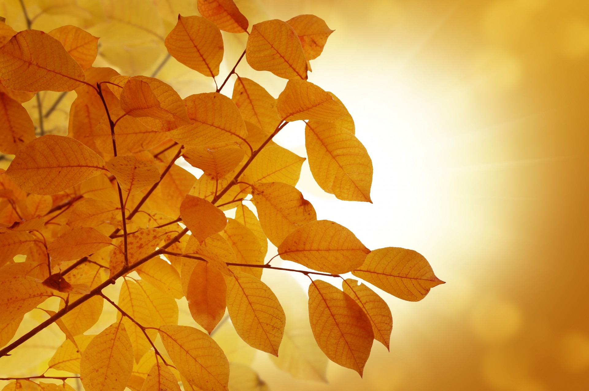 sunlight, sky, no people, branch, photography, nature, abstract, backgrounds, lush Foliage, focus on foreground, background, leaf, outdoors, 1080P, tree, HD Wallpaper