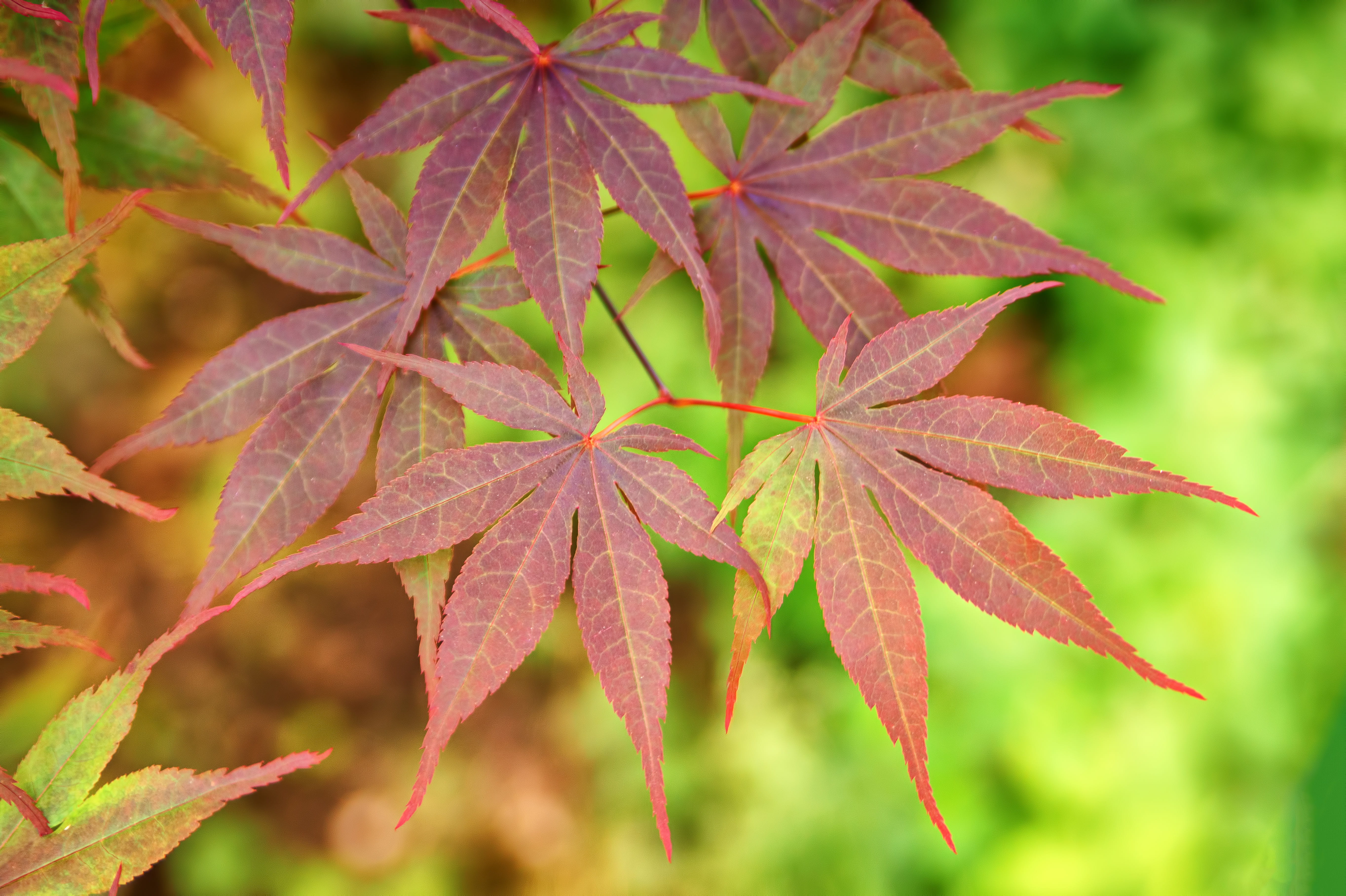 leaf vein, photography, no people, nature, selective focus, day, autumn, blurred background, 5K, outdoors, natural condition, focus, red, maple tree, fragility, HD Wallpaper