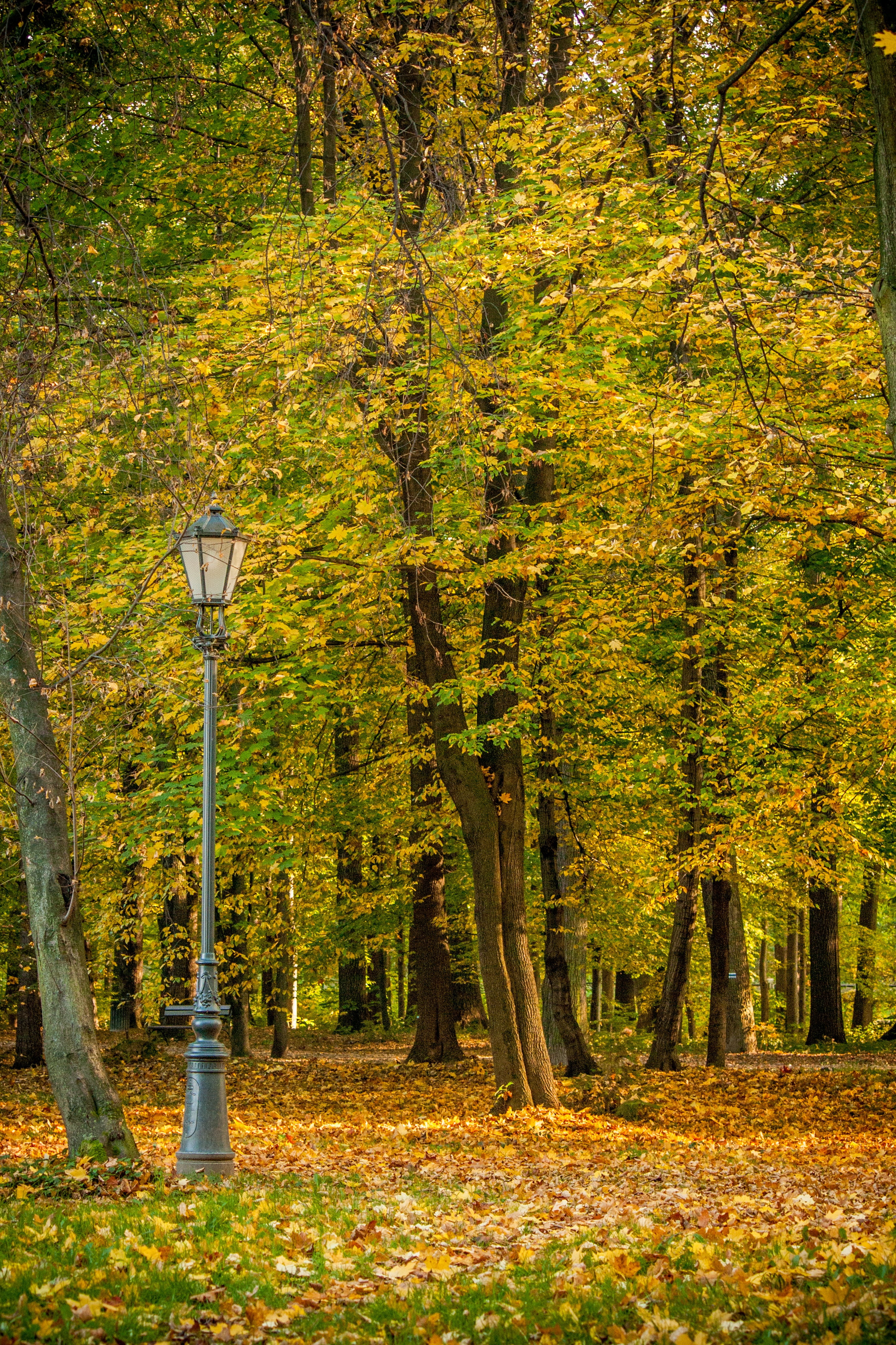 tree, change, lamp, light, forest, grass, green, tranquil scene, nature, autumn, land, grave, lighting equipment, 4K, tranquility, cemetery, growth, outdoors, Phone HD Wallpaper