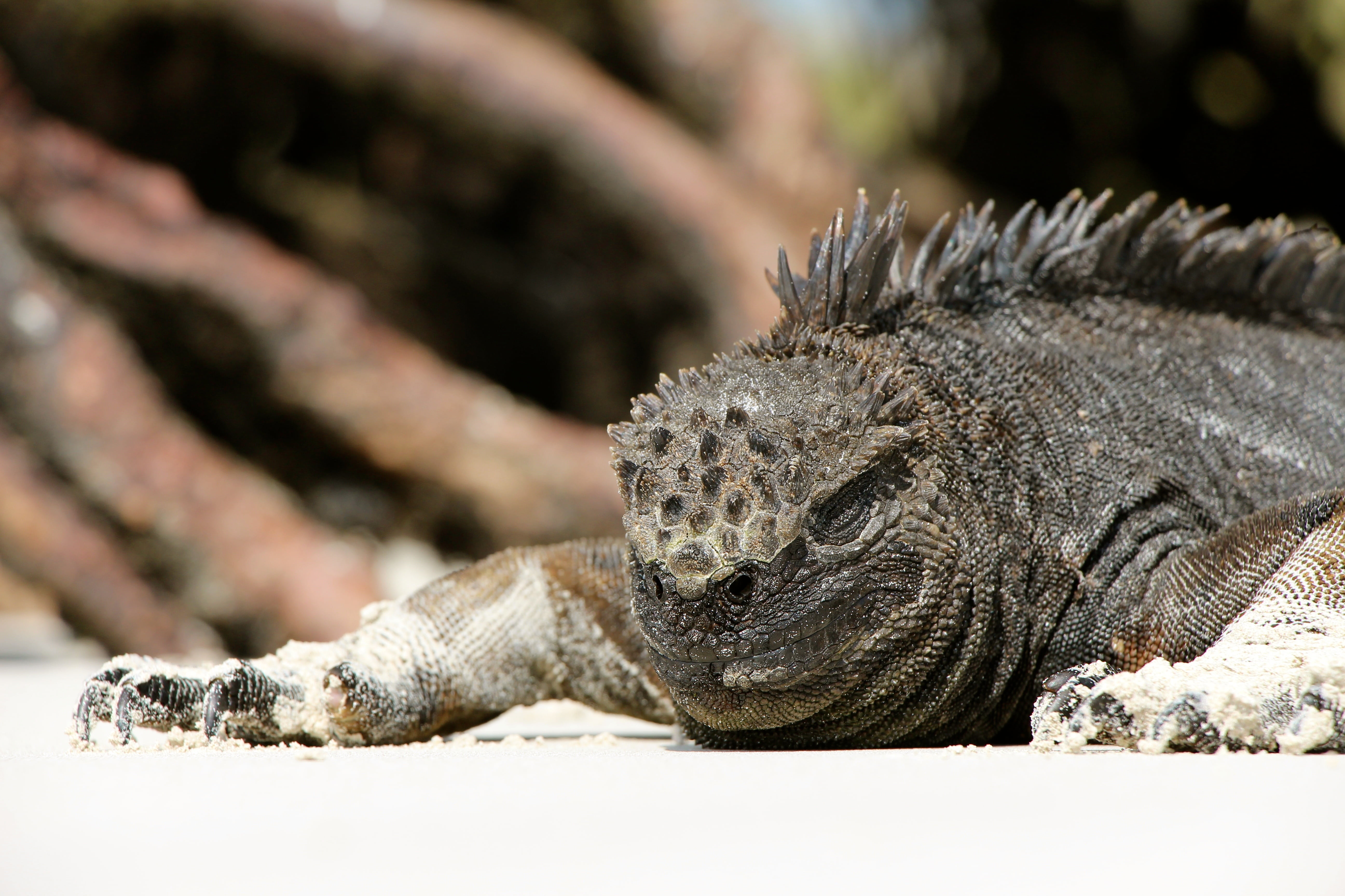 lizard, 5K, vertebrate, cold-blooded, outdoors, nature, wildlife, Monitor Lizard, close-up, relaxation, no people, animal body part, iguana, travel destinations, HD Wallpaper