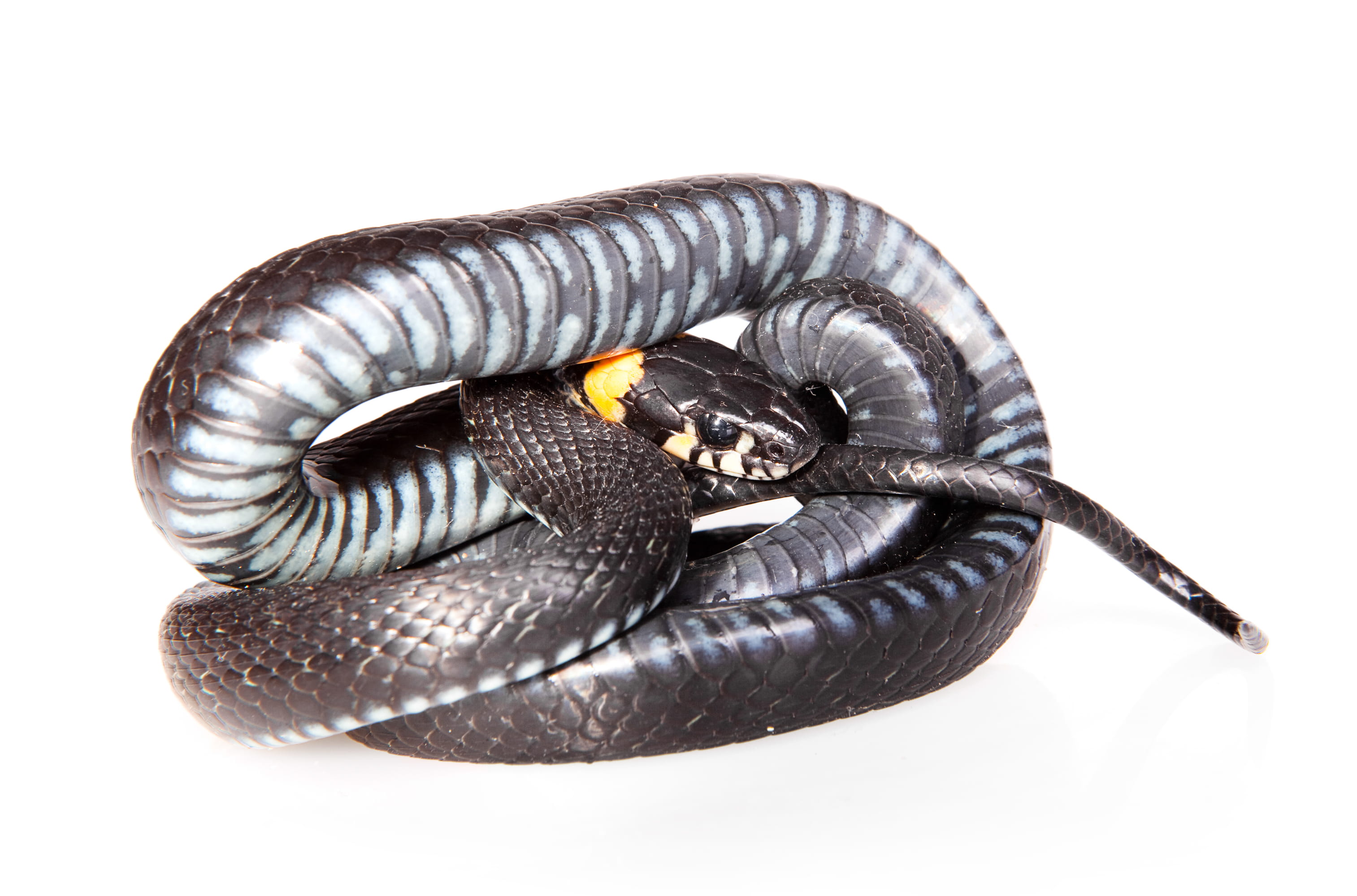 scale, studio shot, head, nature, copy space, one, land, hunting, white background, reptile, danger, 2K, meanness, shelter, vertebrate, animal body part, HD Wallpaper