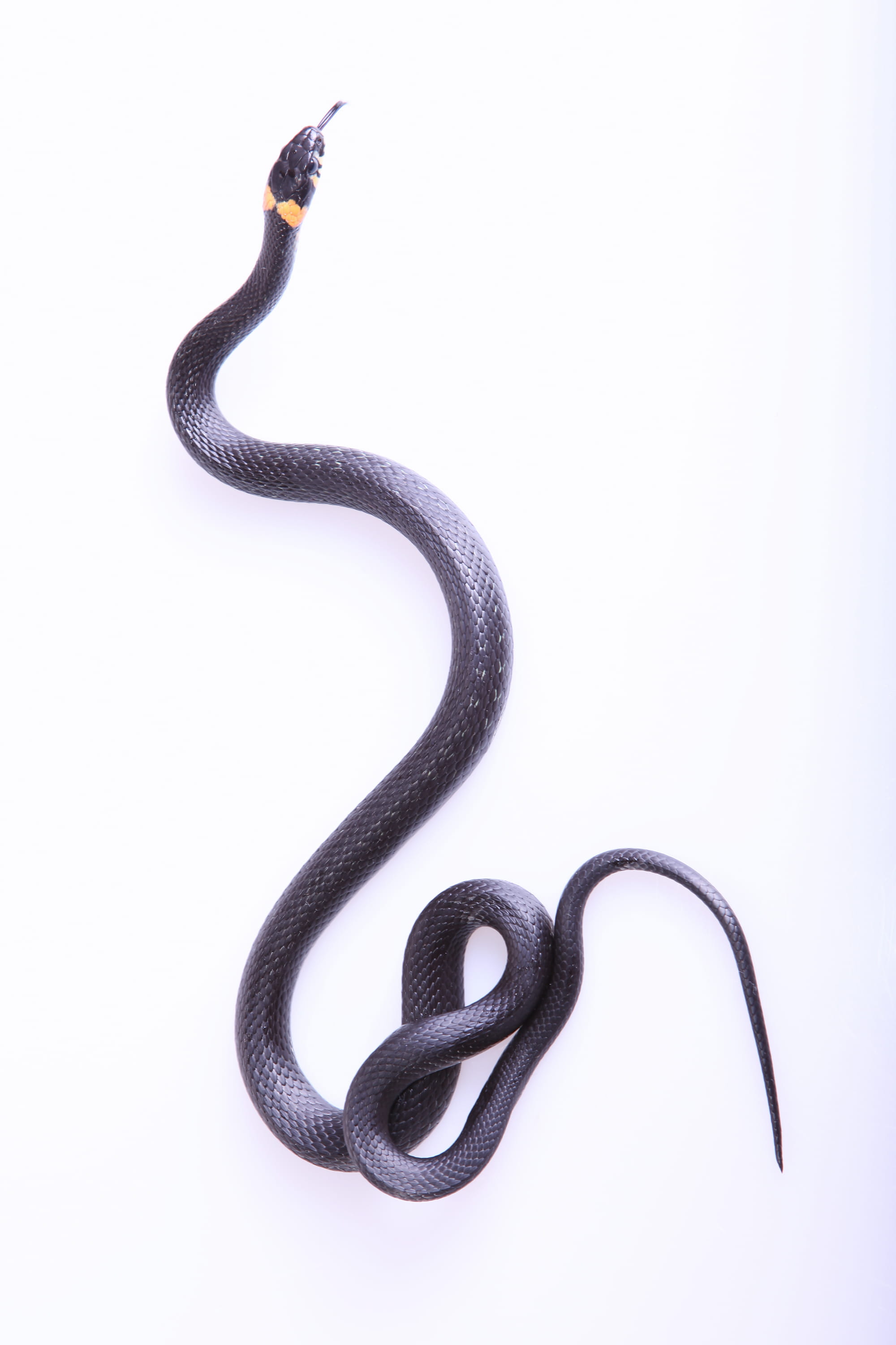 grassnake, curve, one animal, hunting, threats, cut out, indoors, vertebrate, danger, scale, close-up, focus, land, nature, white background, macro, animal themes, Phone HD Wallpaper