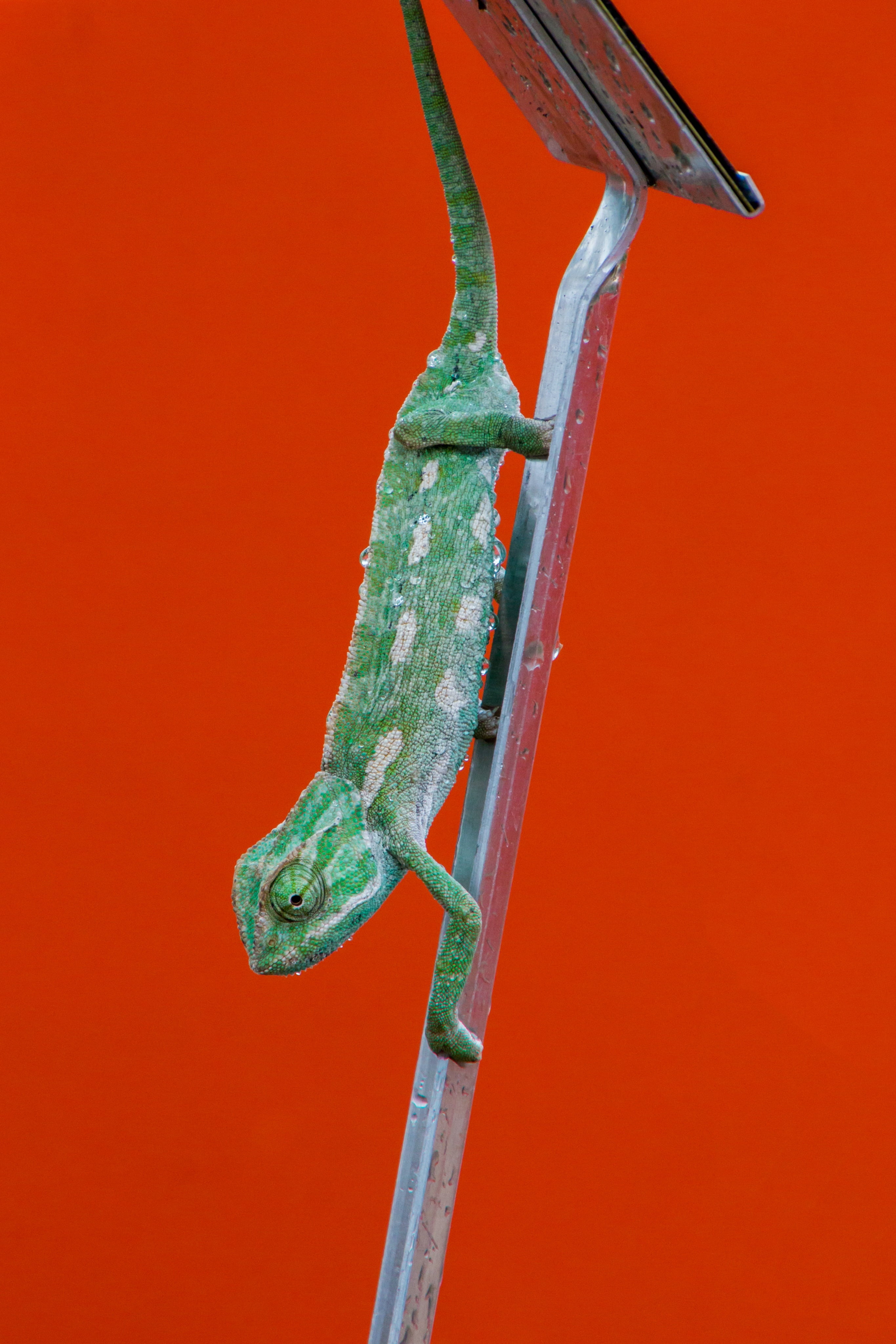 colored background, low angle view, creature, metal, cold blooded animals, chameleon, dragon, one animal, lizard, red, copy space, drip, orange color, scaly, Phone HD Wallpaper