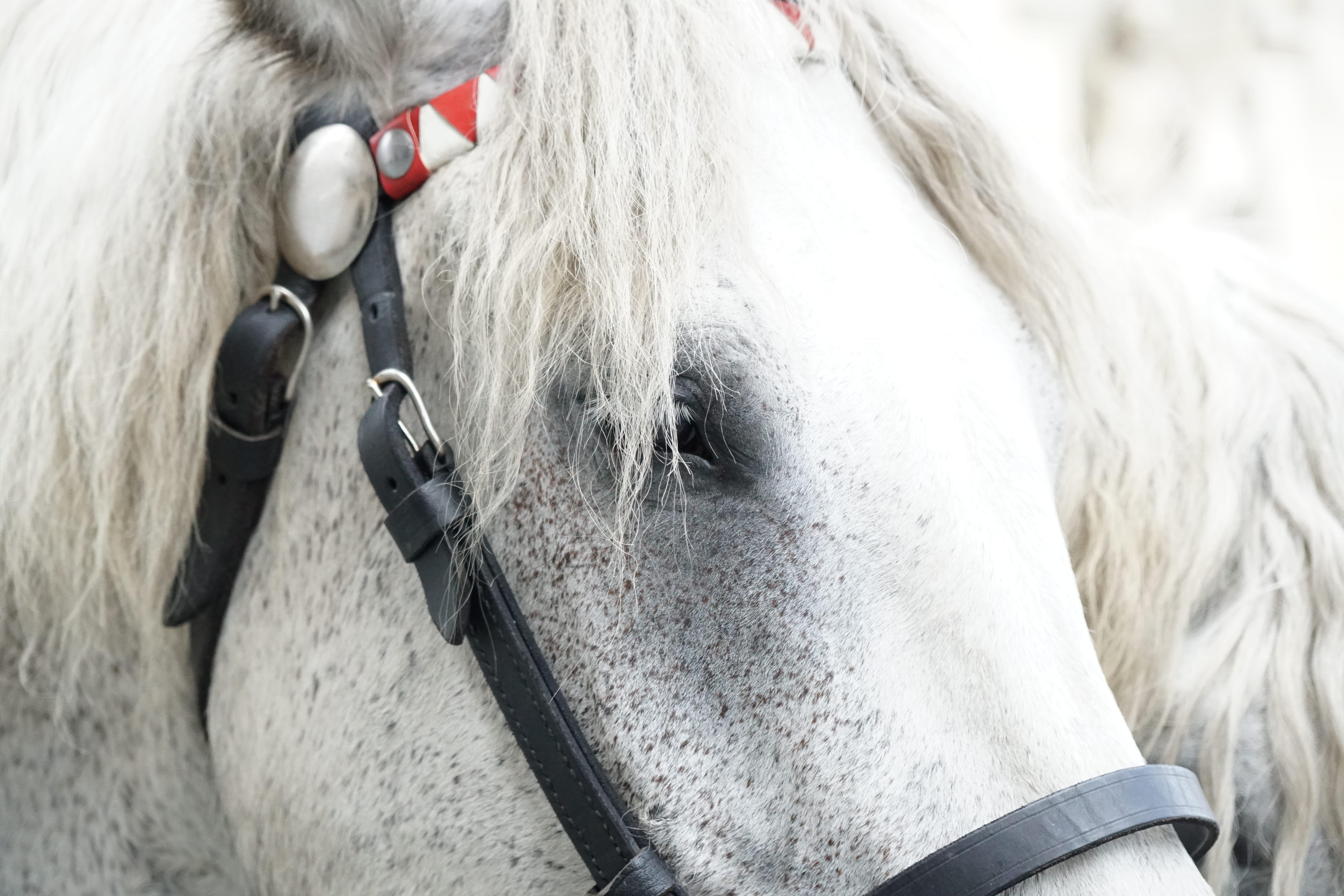 5K, pets, herbivorous, animal nose, mane, domestic, tired, cold blooded animals, one animal, livestock, hair, domestic animals, doze, horse head, Mold, HD Wallpaper