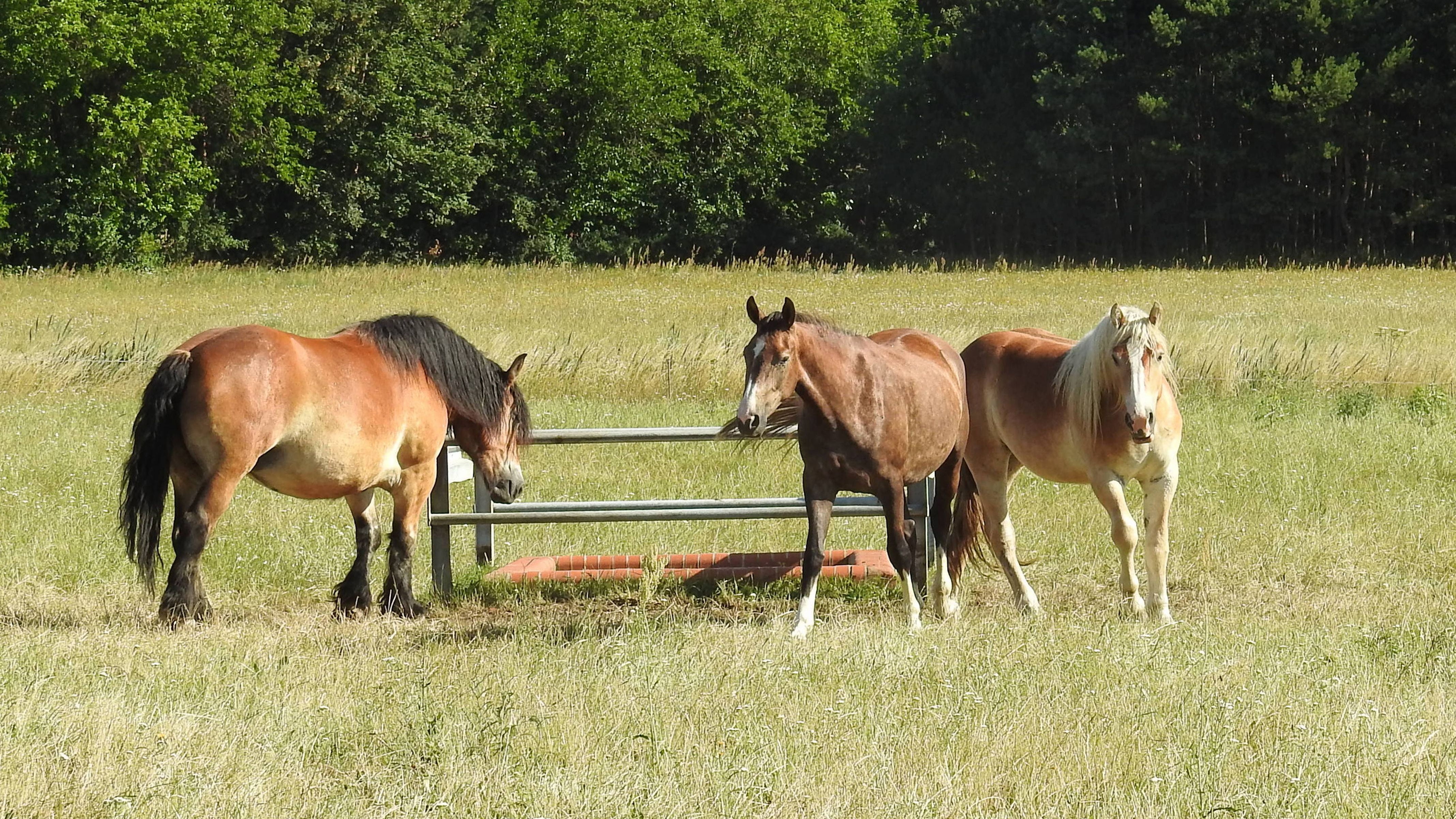 outdoors, grass, plant, mammal, horses, animal wildlife, domestic animals, domestic, no people, day, pasture, trees, cold blooded animals, livestock, field, HD Wallpaper