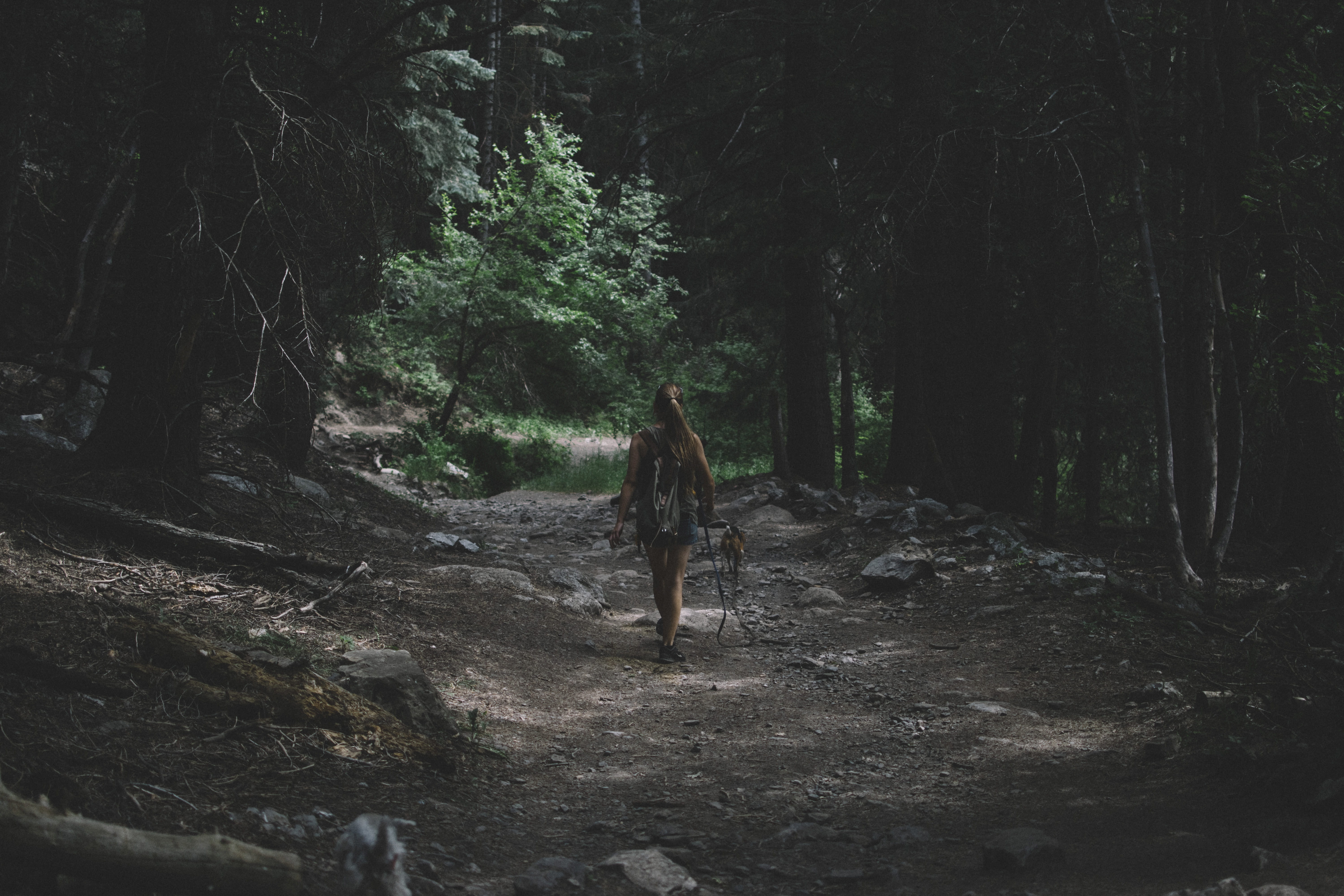 women, apparel, conifer, fir, nature, plant, rear view, full length, growth, standing, international women’s day, human, fearless, strong, walking, one person, HD Wallpaper