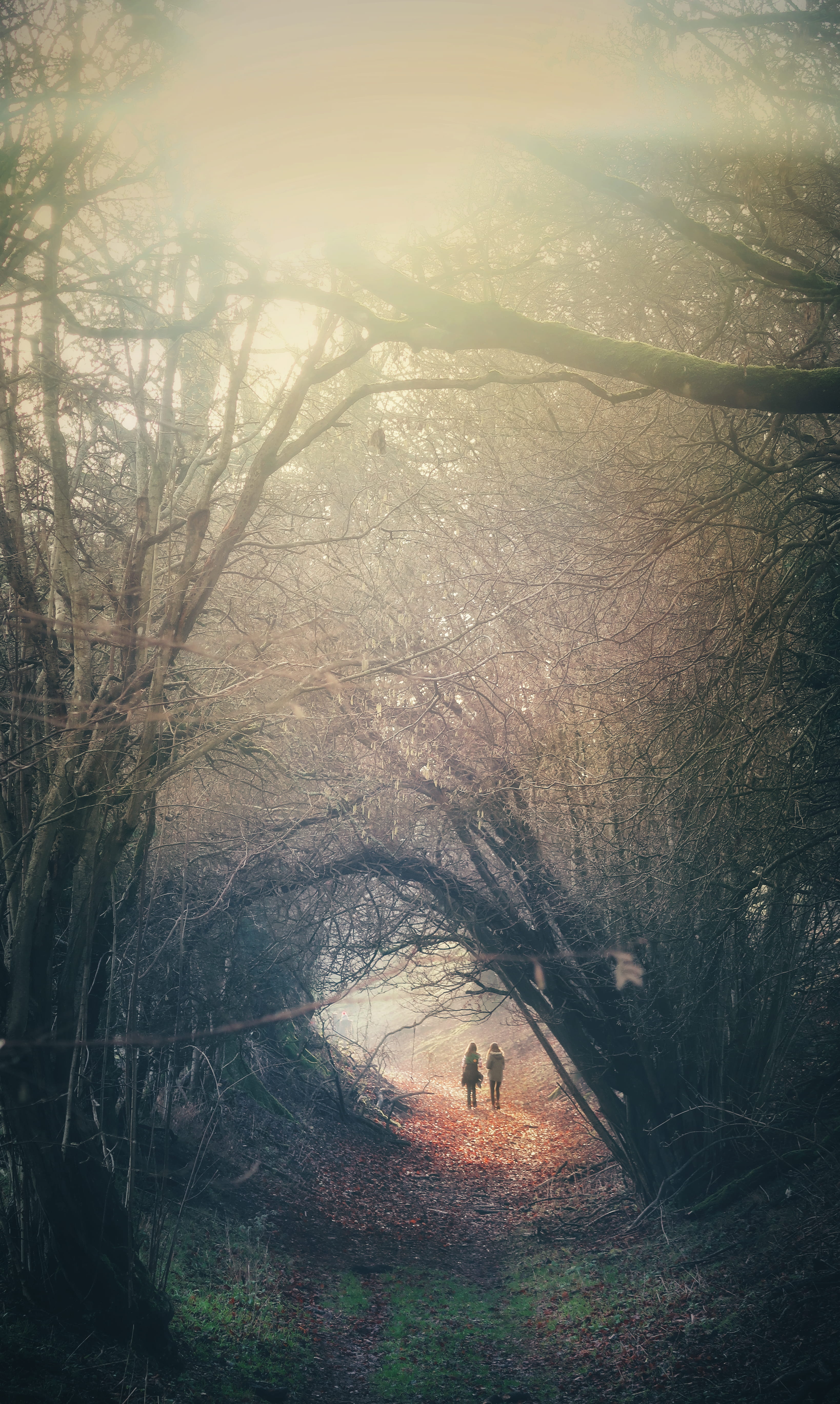 human, tranquility, britain, person, whitchurch, spooky, woodland, art, no people, painting, path, outdoors, tree, flare, non-urban scene, mystery, fog, Phone HD Wallpaper