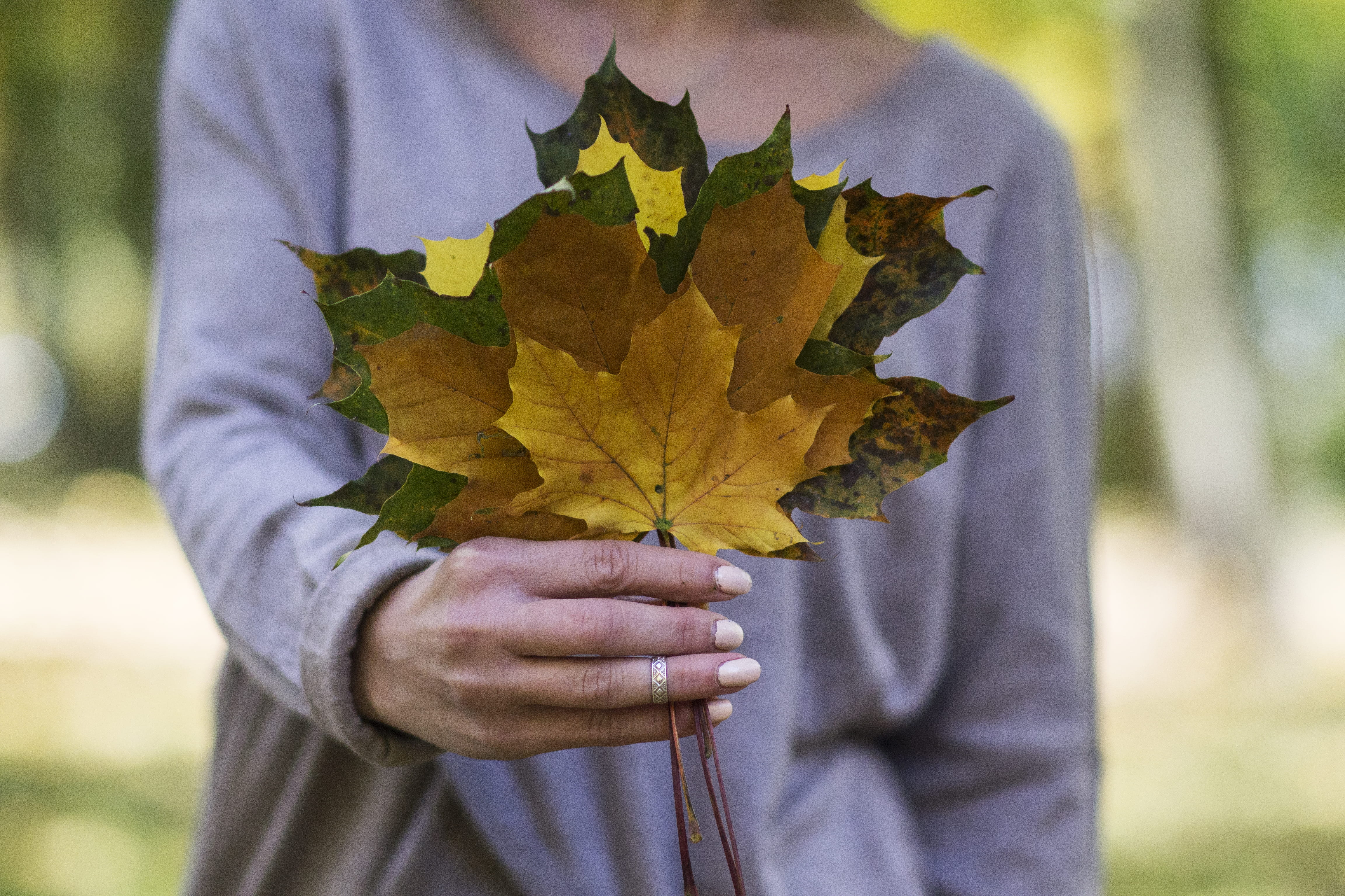 nature, tough, leader, strong, unrecognizable person, success, casual clothing, ceo, leaf, close-up, focus on foreground, woman, maple leaf, change, plant, HD Wallpaper
