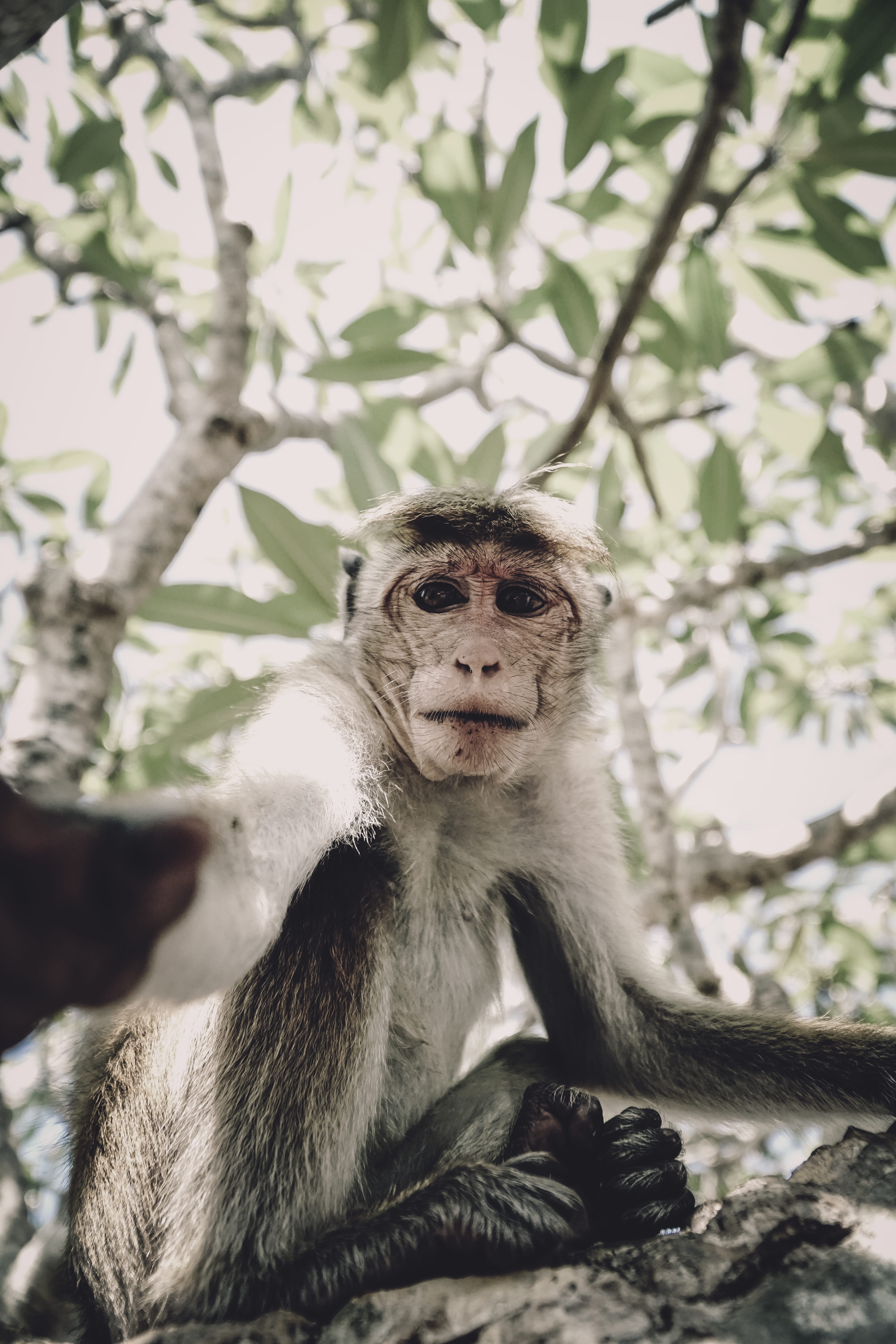 day, care, two animals, wildanimal, nature, young animal, looking at camera, portrait, animal, monkey, animal family, primate, vertebrate, mammal, tree, Phone HD Wallpaper