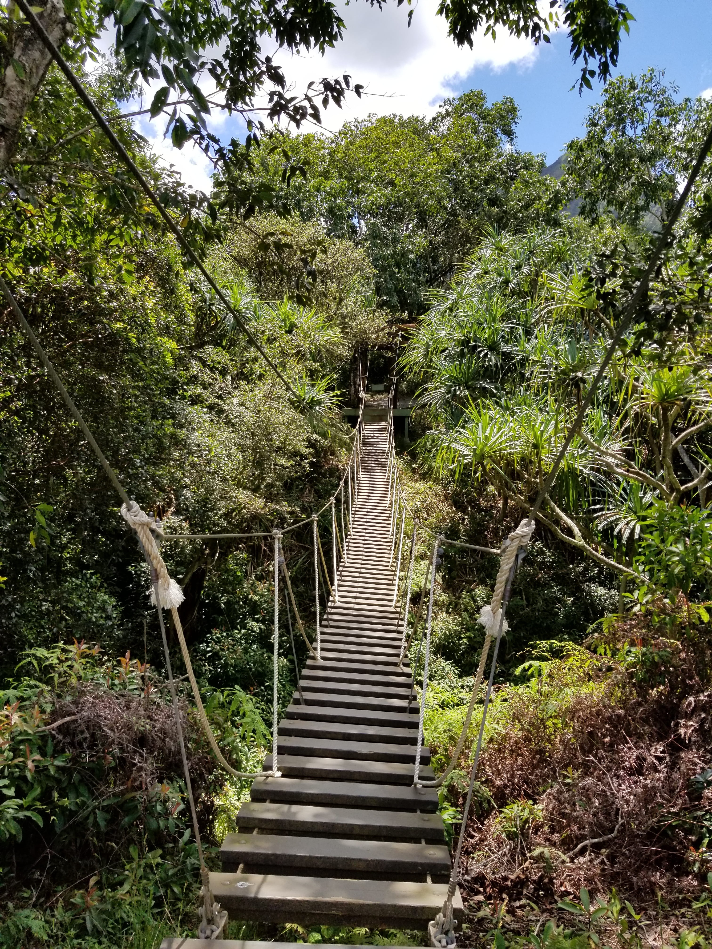 scenic, tree, pathway, hanging bridge, land, growth, direction, trees, no people, surrounded, beauty in nature, day, tranquil scene, staircase, nature, Phone HD Wallpaper