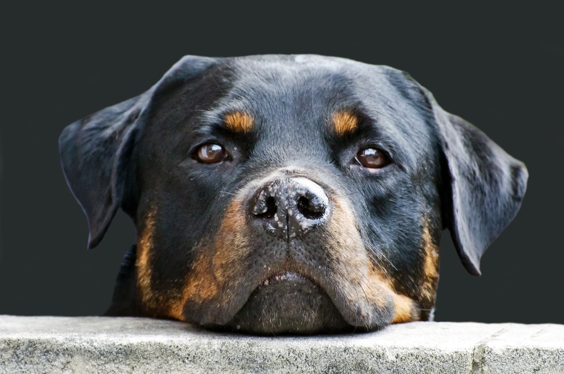 cute, studio shot, animal themes, pets, domestic animals, 1080P, animal head, defender, snout, animal, animal nose, purebred Dog, rottweiler, looking at camera, HD Wallpaper