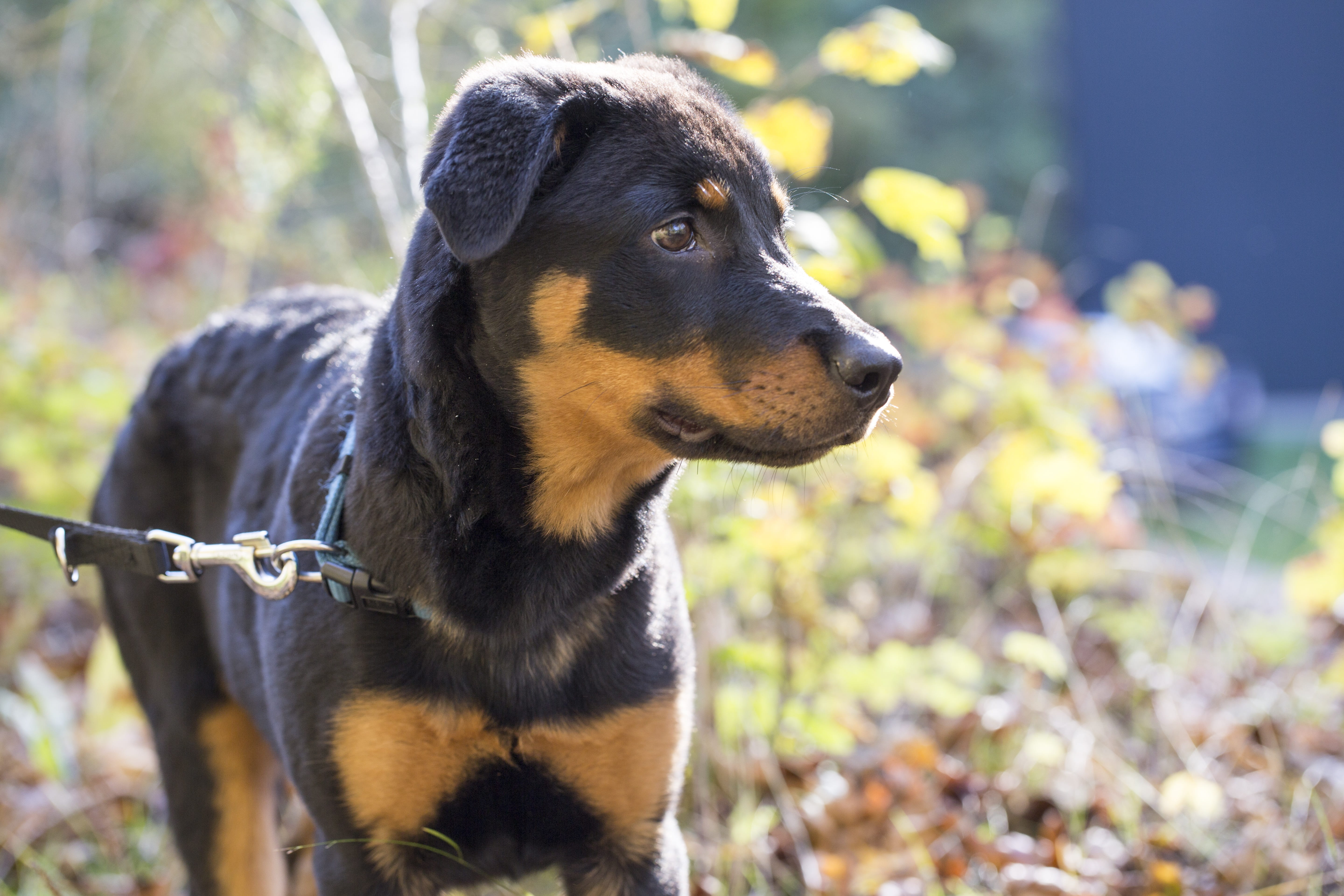 rottweiler, canine, peaceful, day, domestic animals, no people, mammal, domestic, pets, hundeportrait, selective focus, vertebrate, 5K, looking, snout, HD Wallpaper