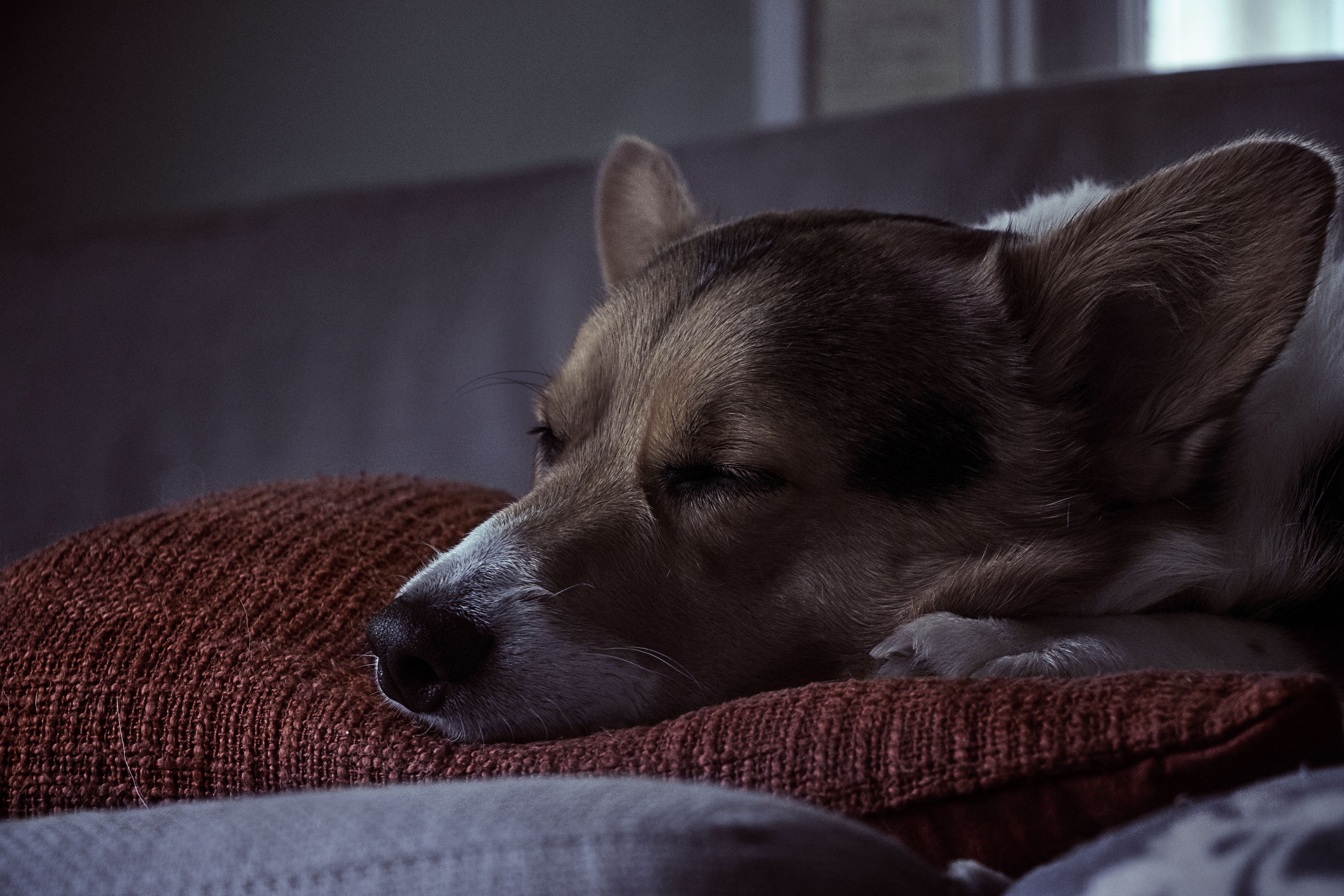 animal, white, cushion, paw, sofa, pet, mammal, domestic room, sleeping, red, moody, one animal, home interior, domestic animal, canine, comfortable, snout, HD Wallpaper