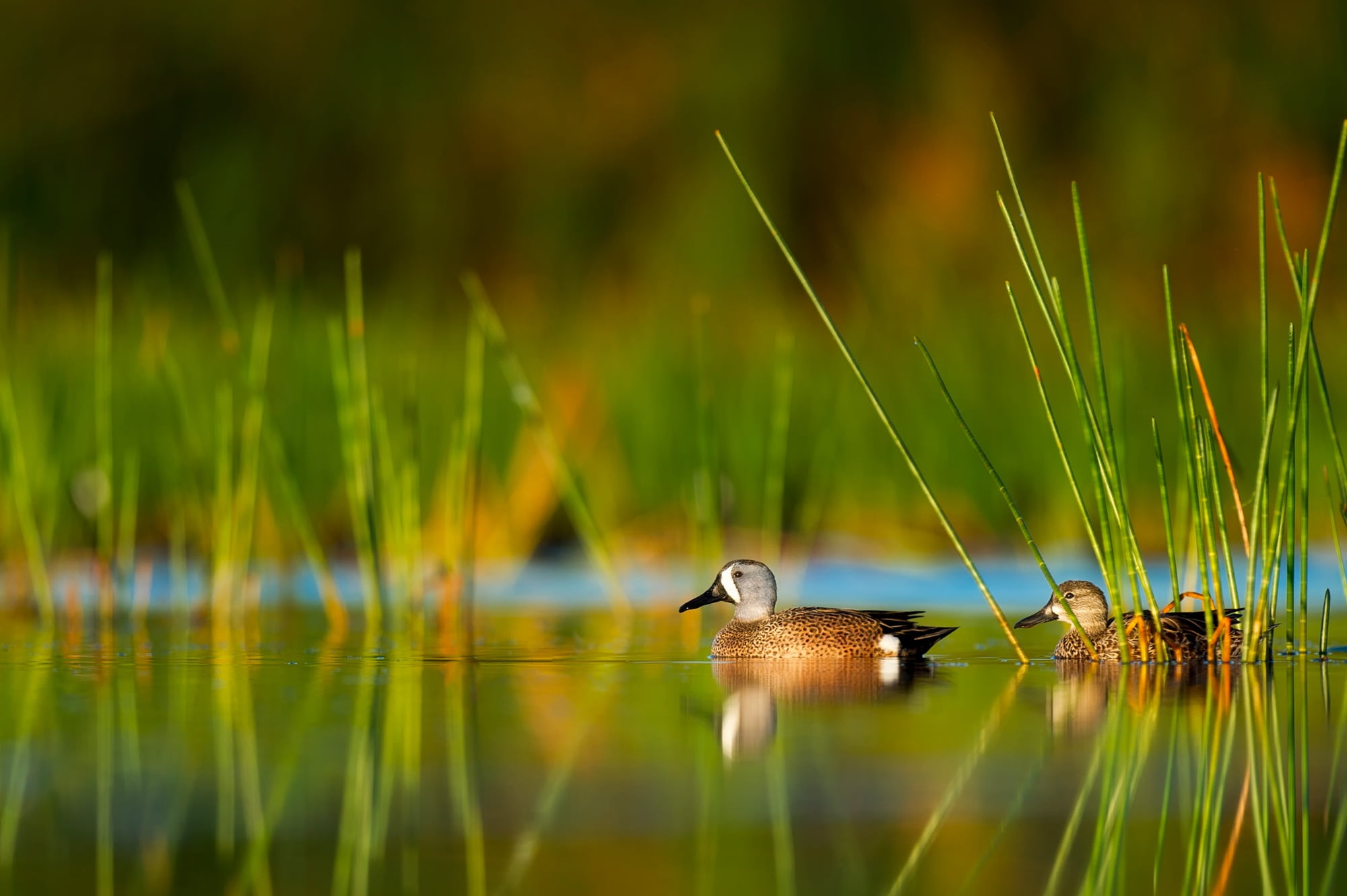 vertebrate, 1080P, outdoors, no people, green color, two, grass, florida, daytime, duck, bird, poultry, green, animal themes, plant, one animal, plants, HD Wallpaper