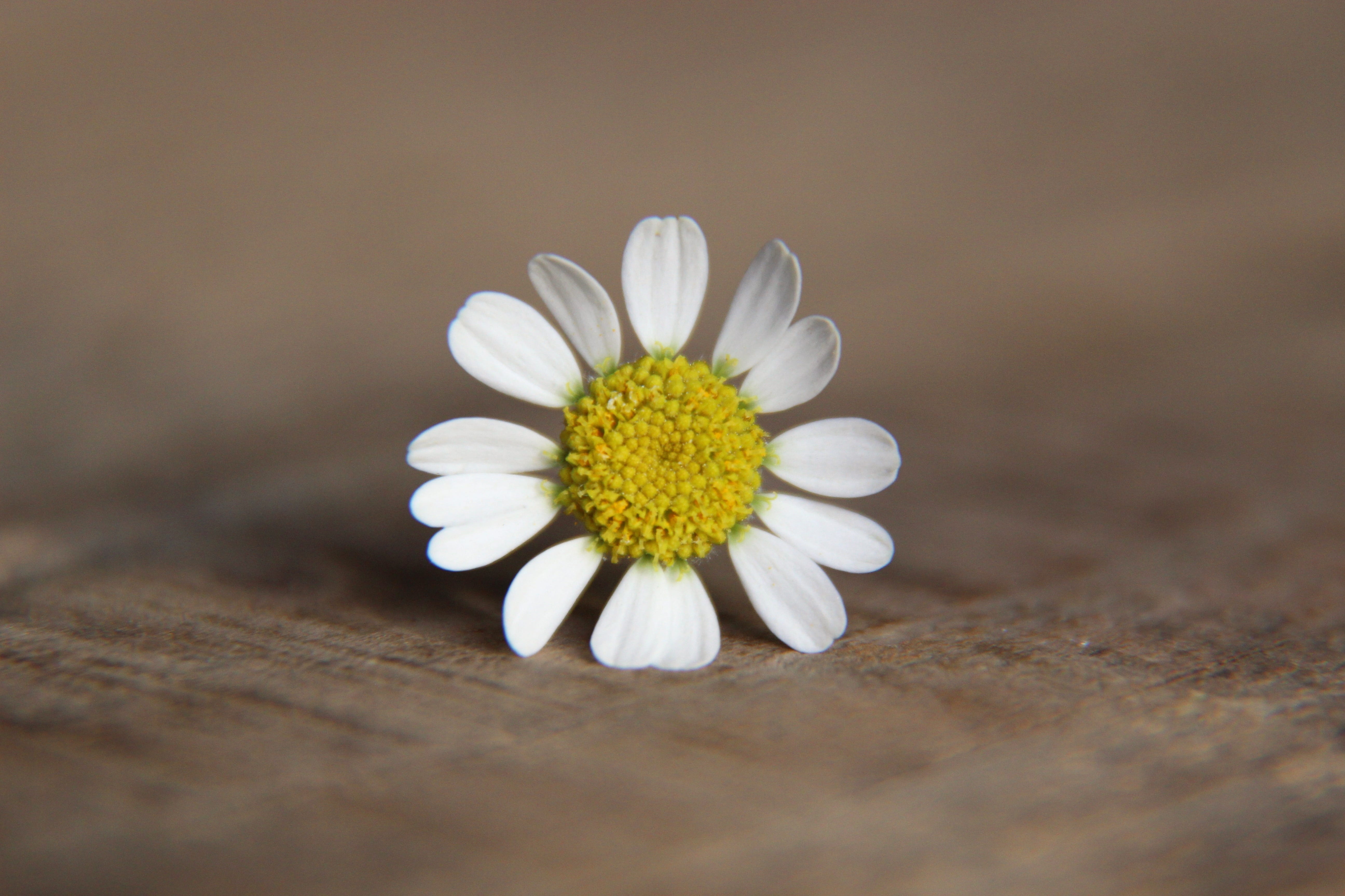 indoors, plant, i beg your pardon, freshness, spring, close-up, white, nature, white color, bloom, symbol, pollen, daisy, no people, gift, growth, inflorescence, HD Wallpaper