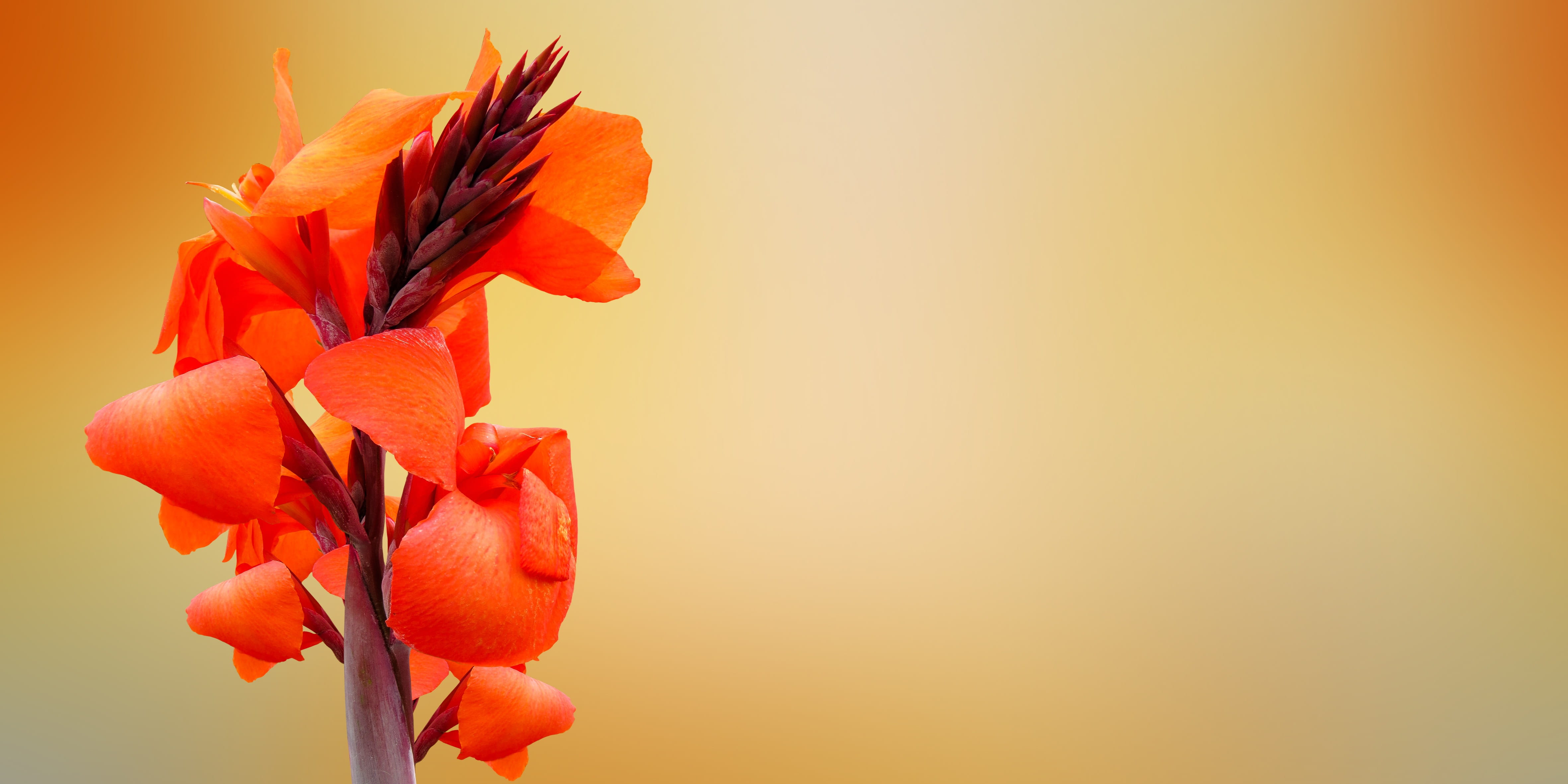 copy space, studio shot, floral, beauty in nature, mothers day, softness, petal, thank you, excuse me, summer, petals, vulnerability, colored background, HD Wallpaper