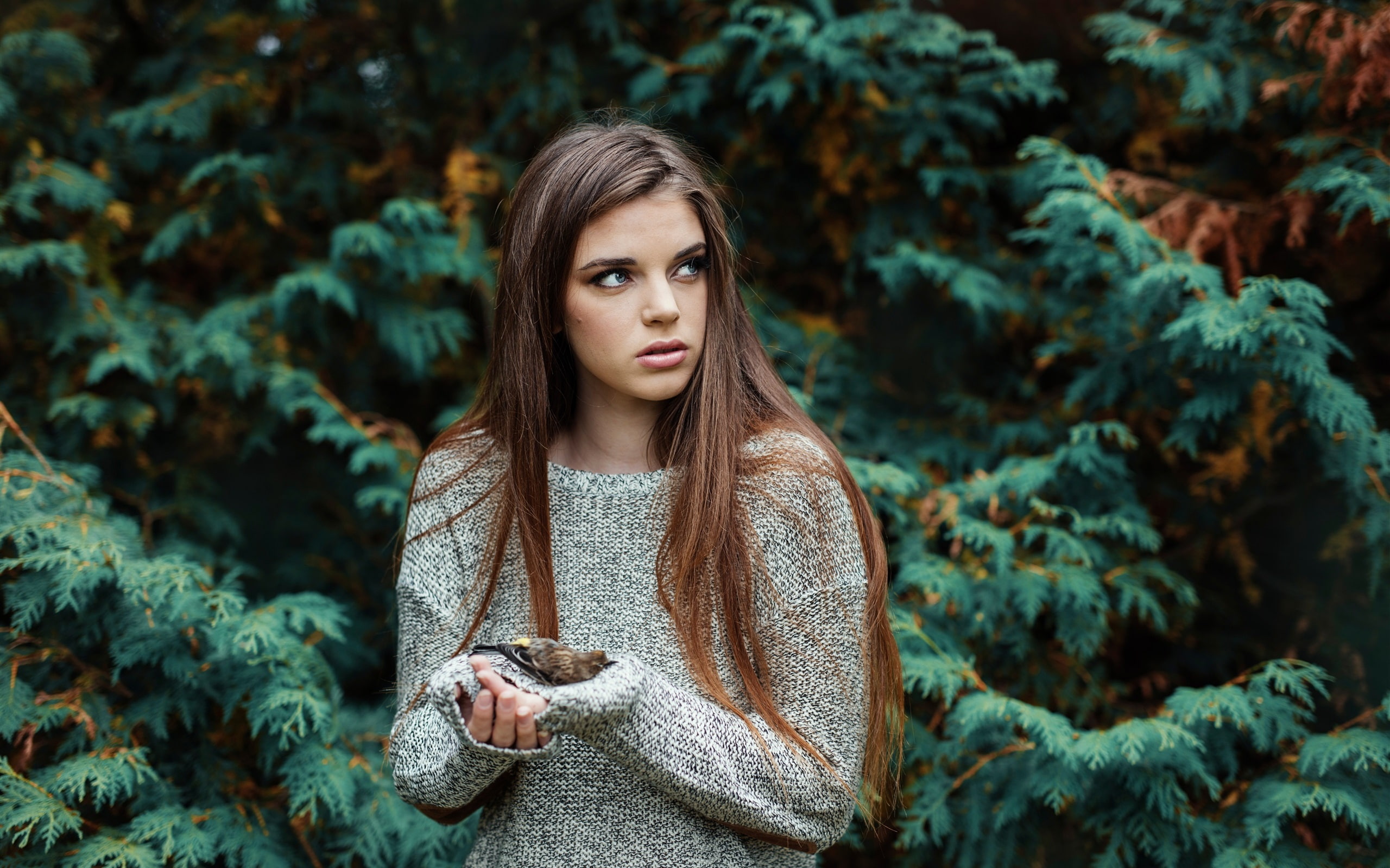 Girl, Sweater, Sorry, Bird, 2K, HD Wallpaper
