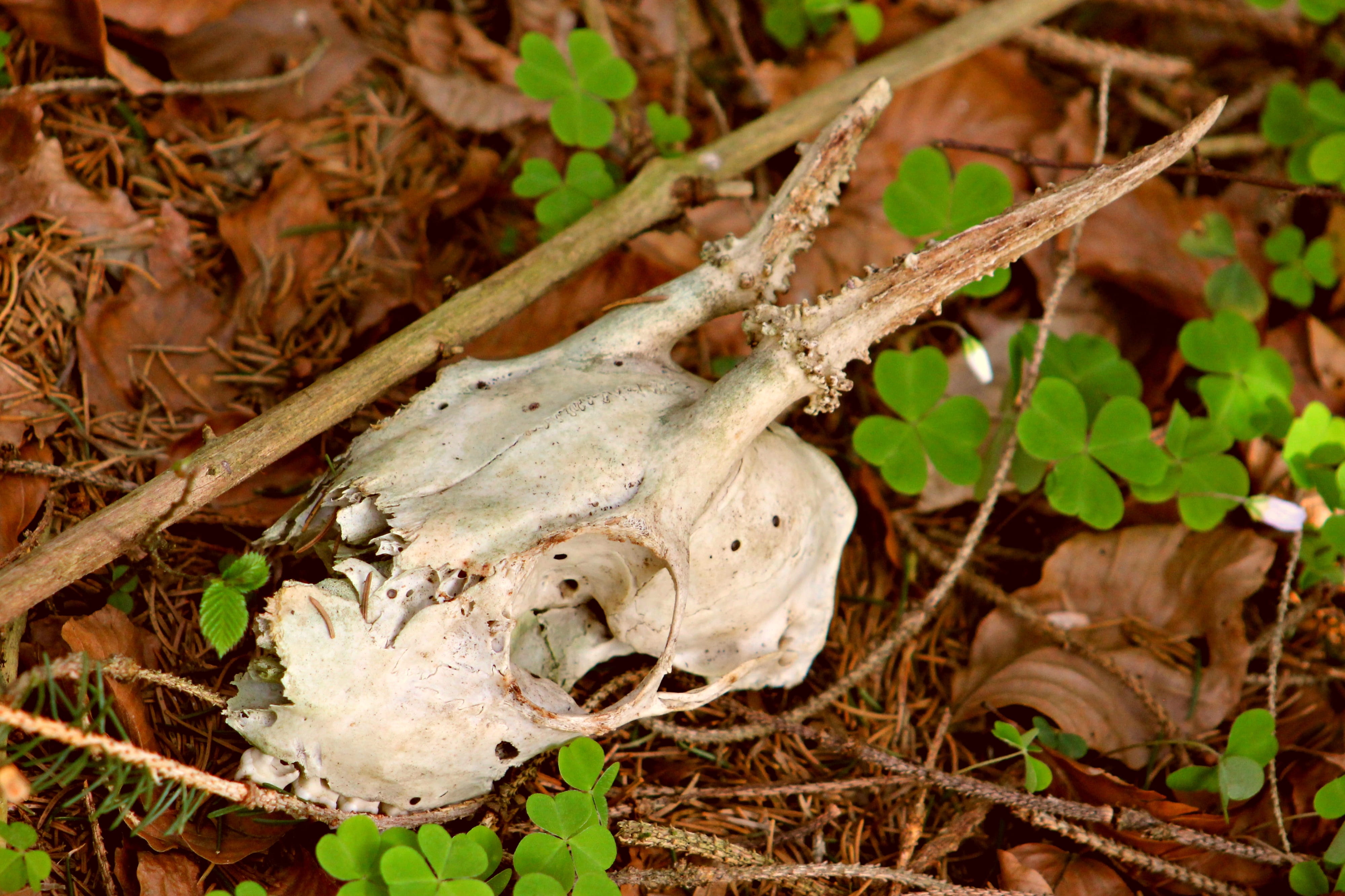 autumn, animal bone, plant, outdoors, close-up, nature, leaf, sorry, plant part, no people, will, skull, animal themes, animal body part, mammal, day, sacrifice, HD Wallpaper