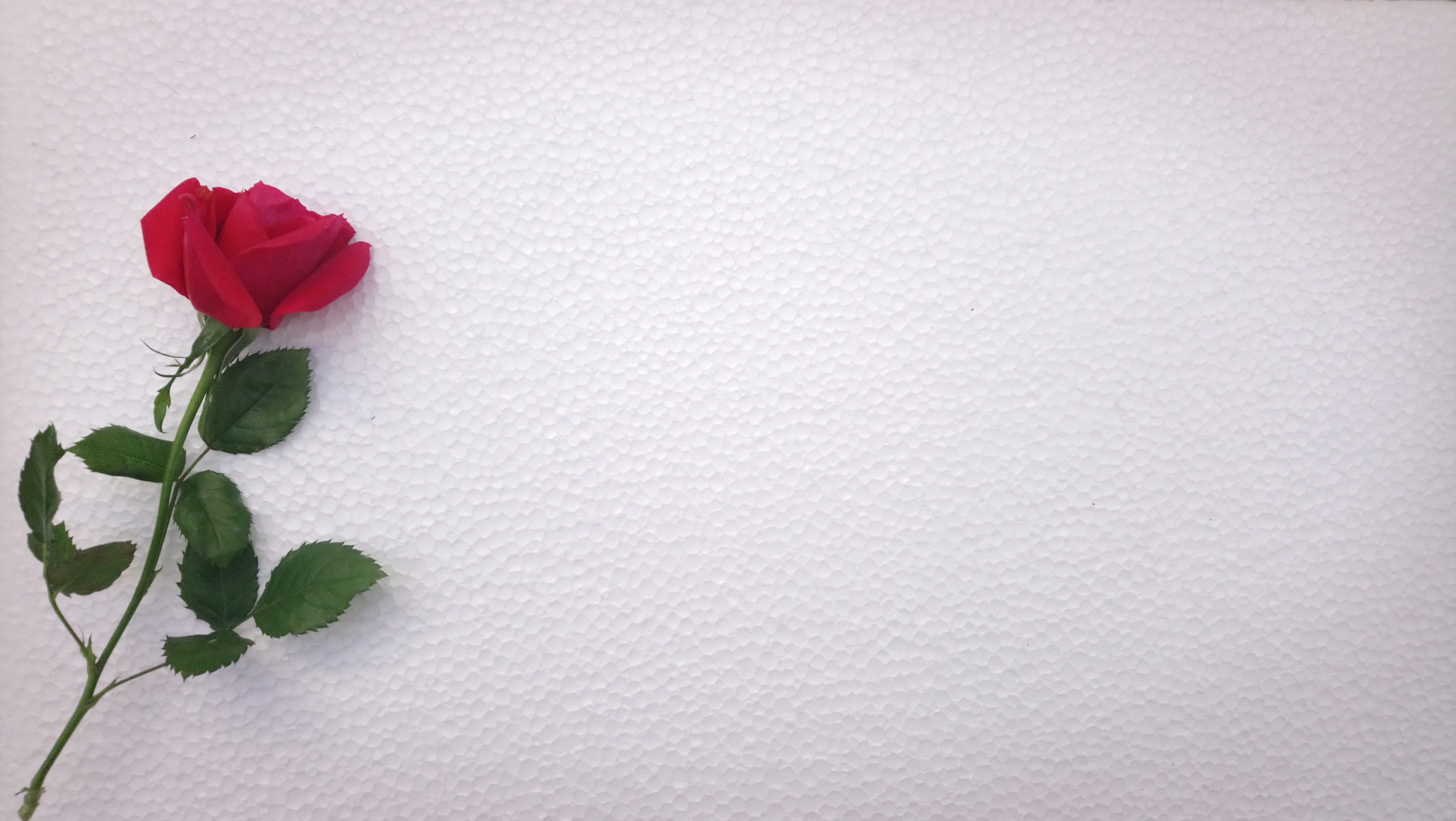flowering plant, petal, photo, flora, bunch of flowers, still life, ornamental, pattern, beauty, red rose, decorative, indoors, rose - flower, white, 5K, HD Wallpaper