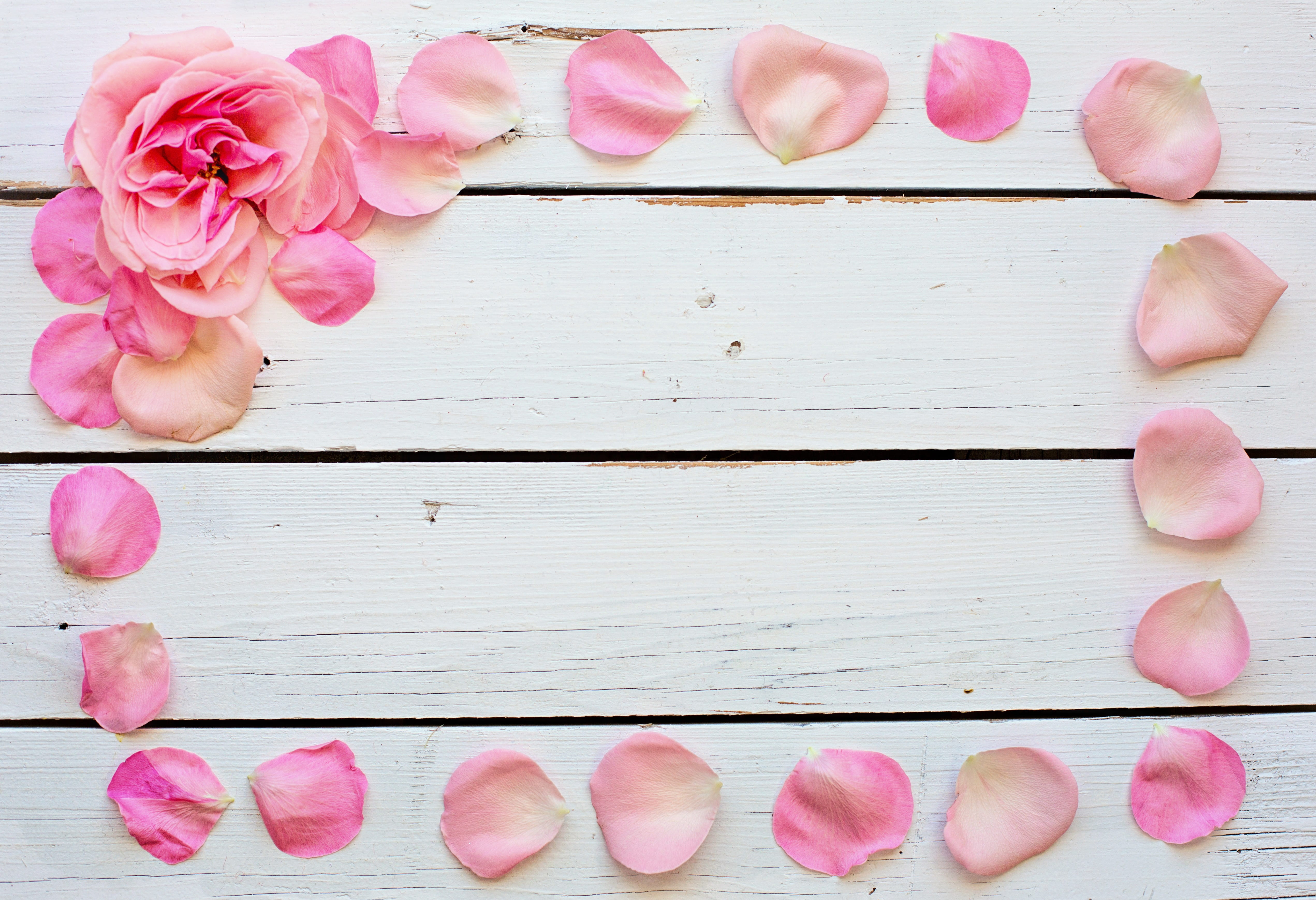 pink color, plant, petal, still life, wedding, flower head, text space, desktop, valentine, directly above, background, white, 4K, close-up, love, positive emotion, HD Wallpaper