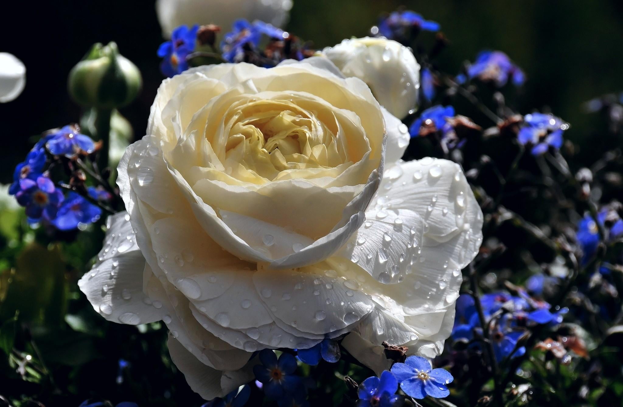 macro, rose, flower, leaf, rose - Flower, focus on foreground, flowering plant, outdoors, summer, flower Head, springtime, white color, decoration, purple, HD Wallpaper