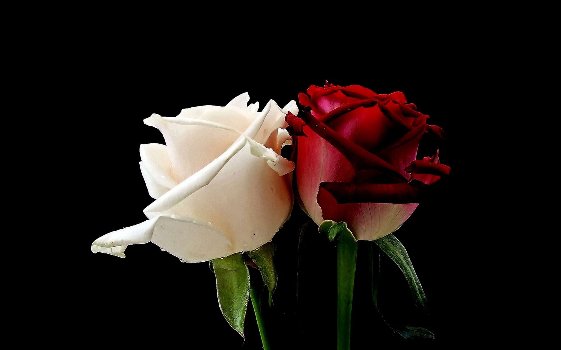 wedding, flower arrangement, elegance, rose - Flower, red, copy space, fragility, love, 1080P, flower, roses, close-up, single Rose, leaf, buds, beauty In Nature, HD Wallpaper
