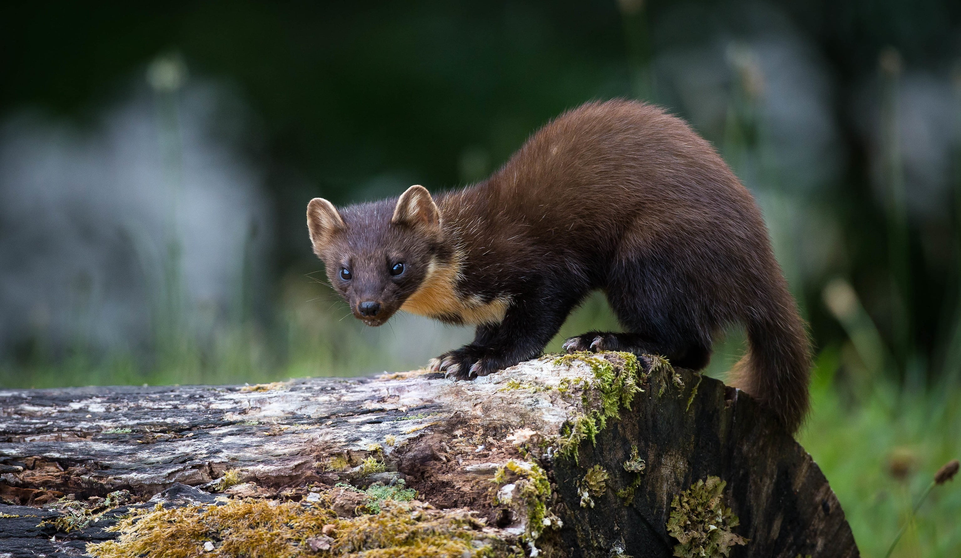 2K, Animal, Wildlife, Weasel, HD Wallpaper