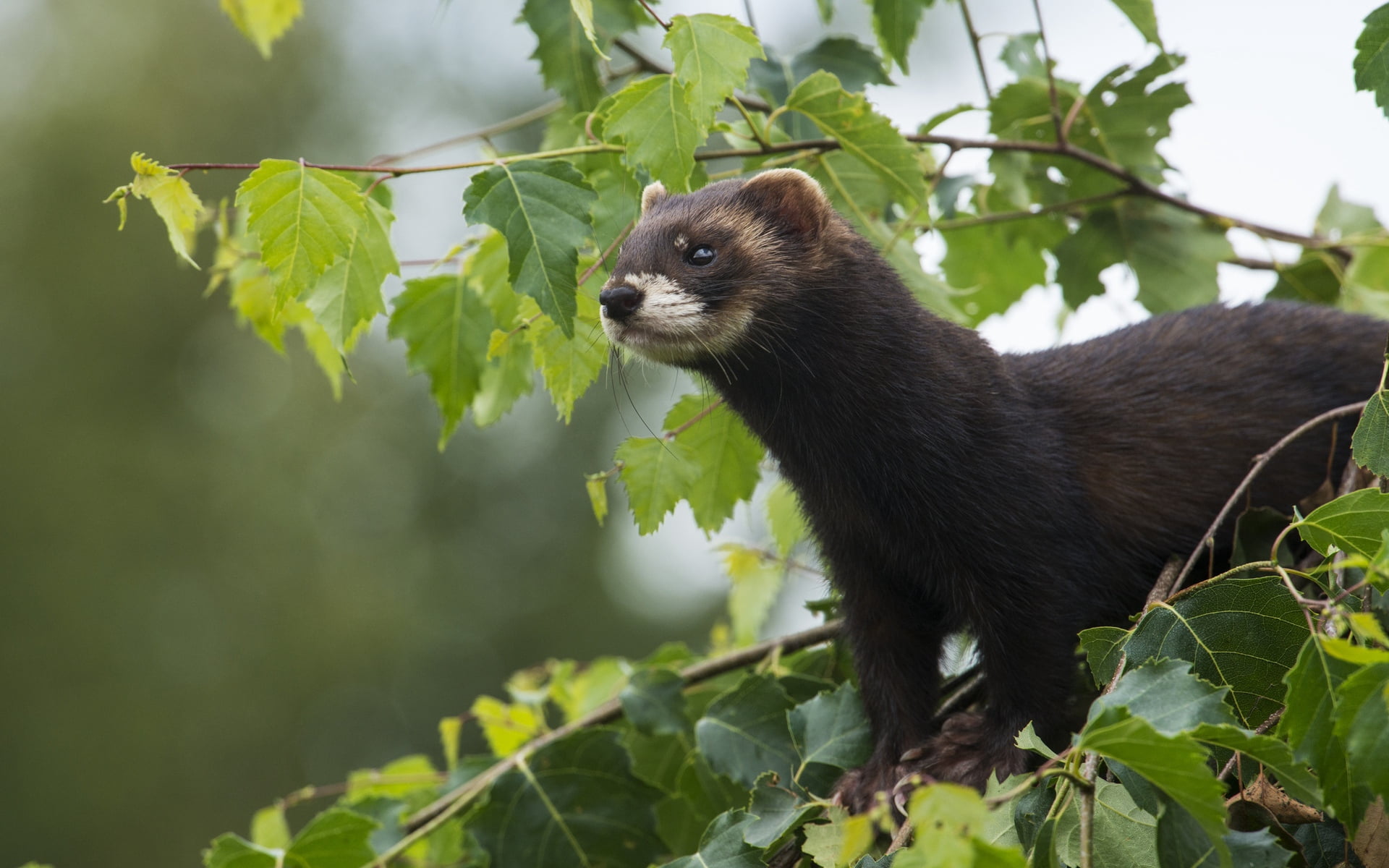 cute, fluffy, wool, green Color, wildlife, animals In The Wild, small, ferret, looking, weasels, one Animal, outdoors, black, animal, mammal, nature, wild, HD Wallpaper
