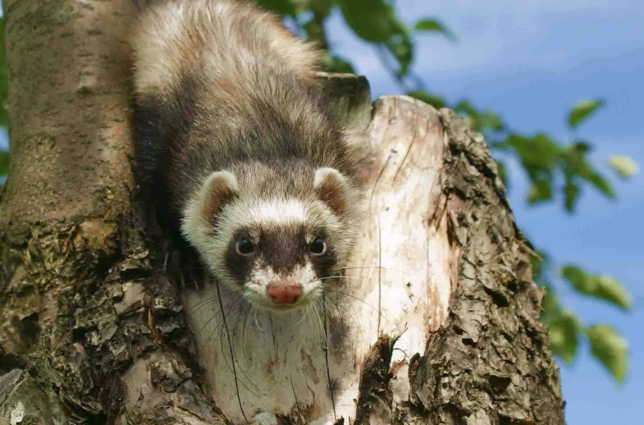 cute, weasel, fur, snout, curiosity, animals In The Wild, white, animal, looking, wildlife, bark, no people, tree trunk, plant, vertebrate, mammal, focus on foreground, HD Wallpaper