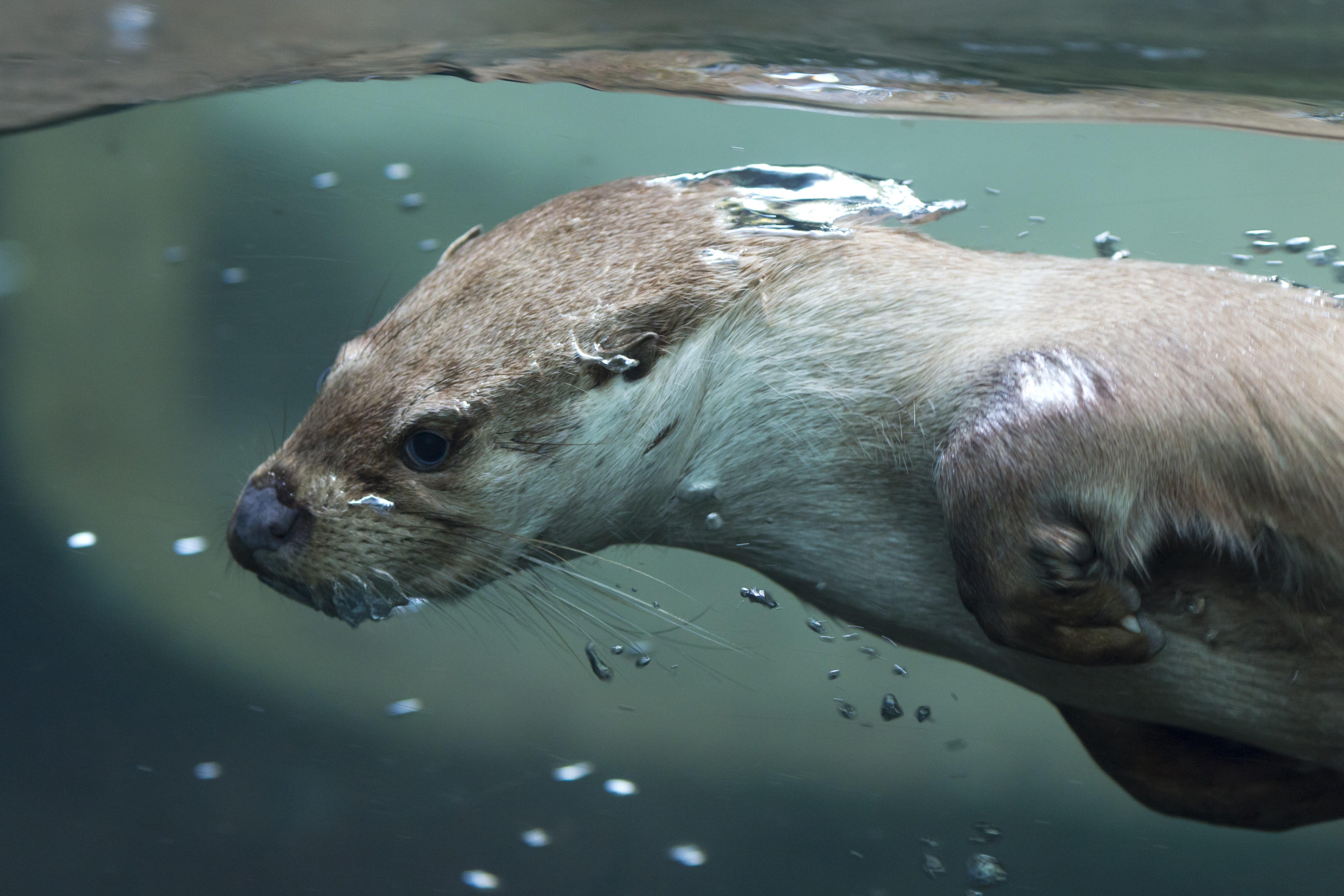 nature, animal themes, underwater, 5K, swimming, animal wildlife, whisker, animal head, one animal, vertebrate, weasel, otter, sea, day, marine, animals in the wild, HD Wallpaper