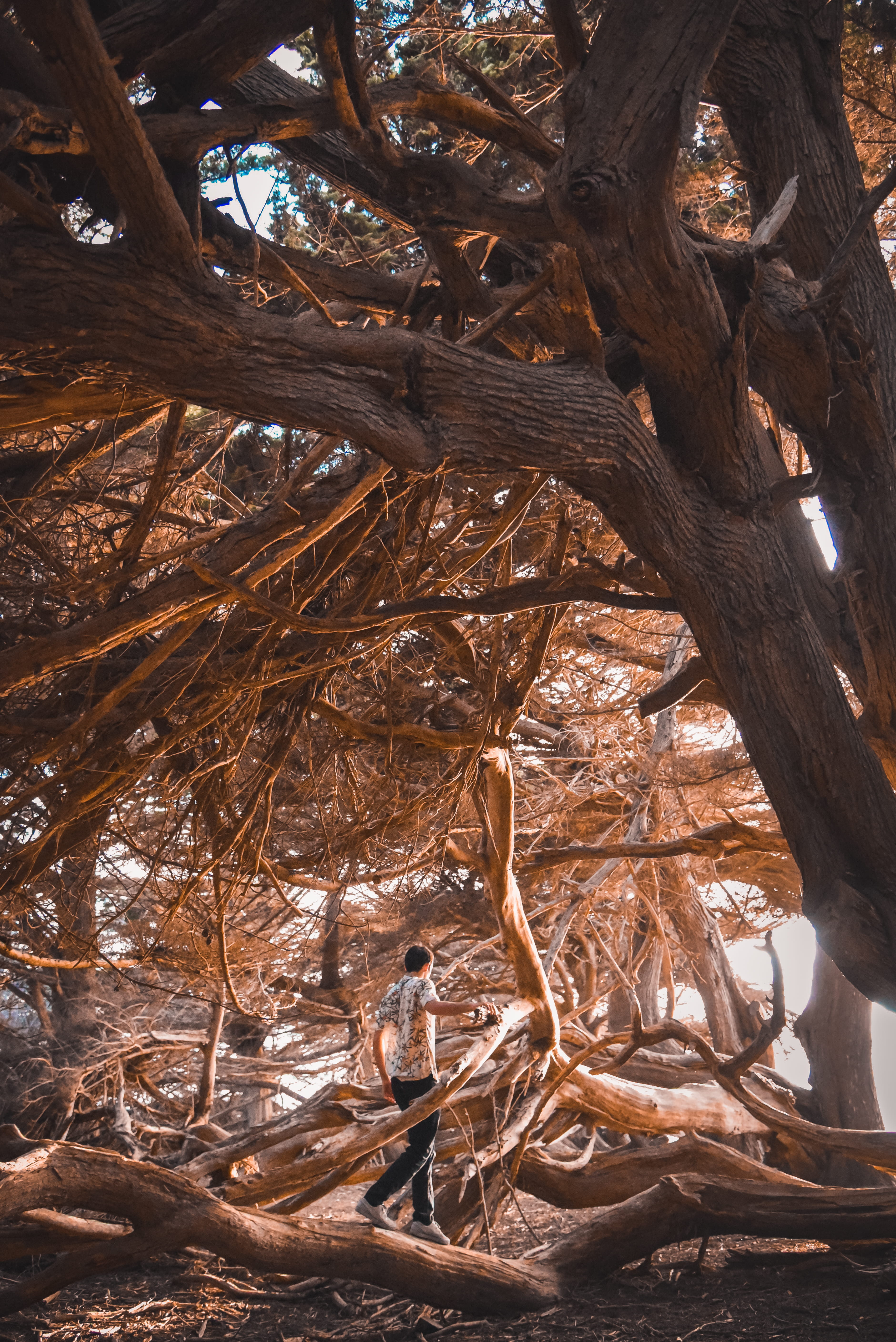 root, plant part, brown, coast, forest, land, person, rough, tree, light, fir, nature, growth, day, bluff, tranquility, half moon bay, branch, Phone HD Wallpaper