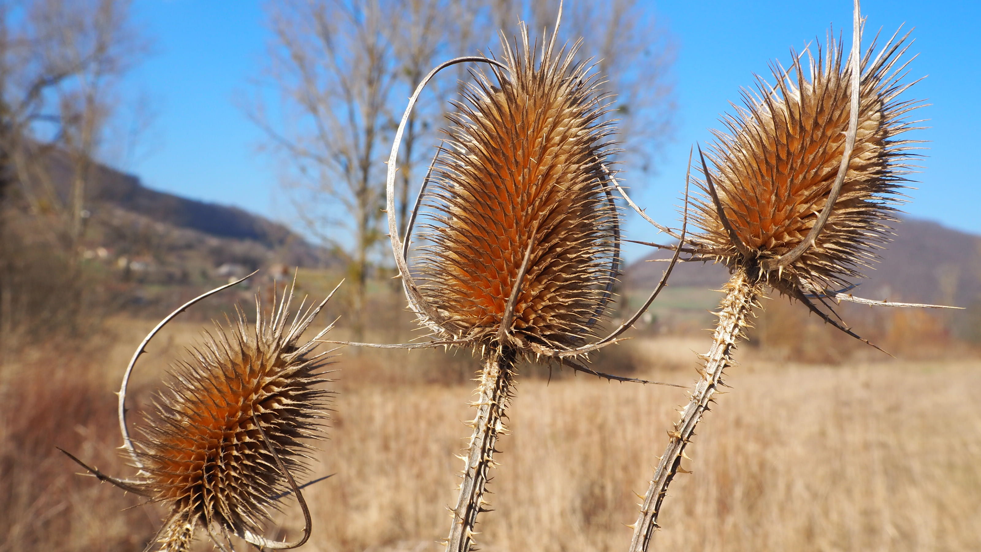 brown, nature, chirens, close-up, dry, spiky, flower, thistle, field, dried plant, outdoors, no people, sunlight, beauty in nature, focus on foreground, HD Wallpaper