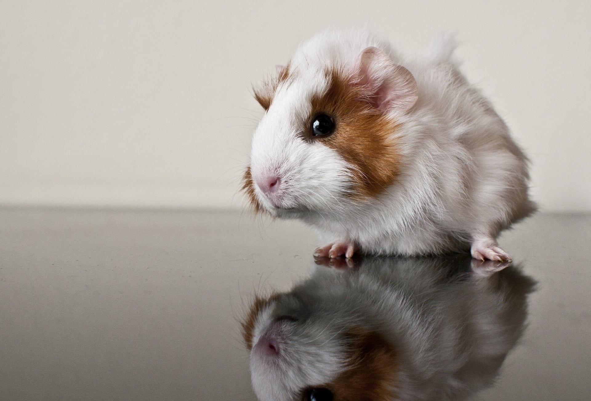 portrait, young Animal, indoors, one Animal, animal eye, domestic, guinea, mammal, animal Nose, pets, small, animal Hair, guinea Pig, animal body part, HD Wallpaper