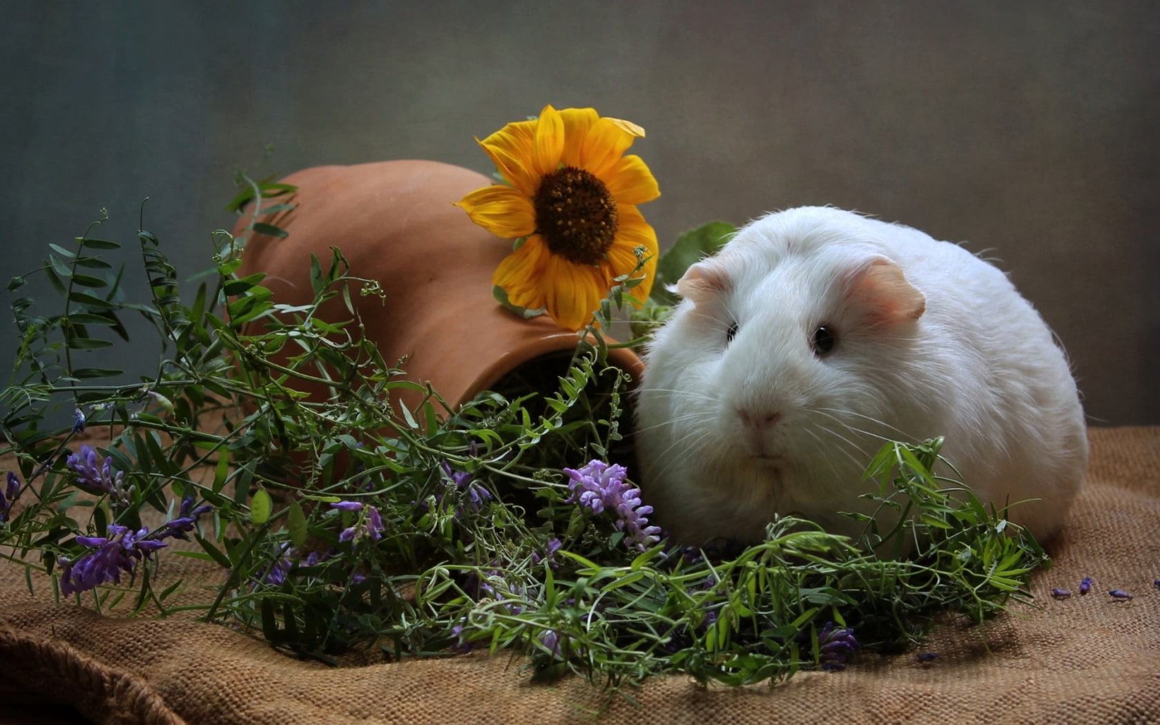 plant, flowers, animal themes, cool, flower, rodent, nature, grass, close-up, yellow, flower head, mammal, white, young Animal, one animal, thick, vulnerability, HD Wallpaper