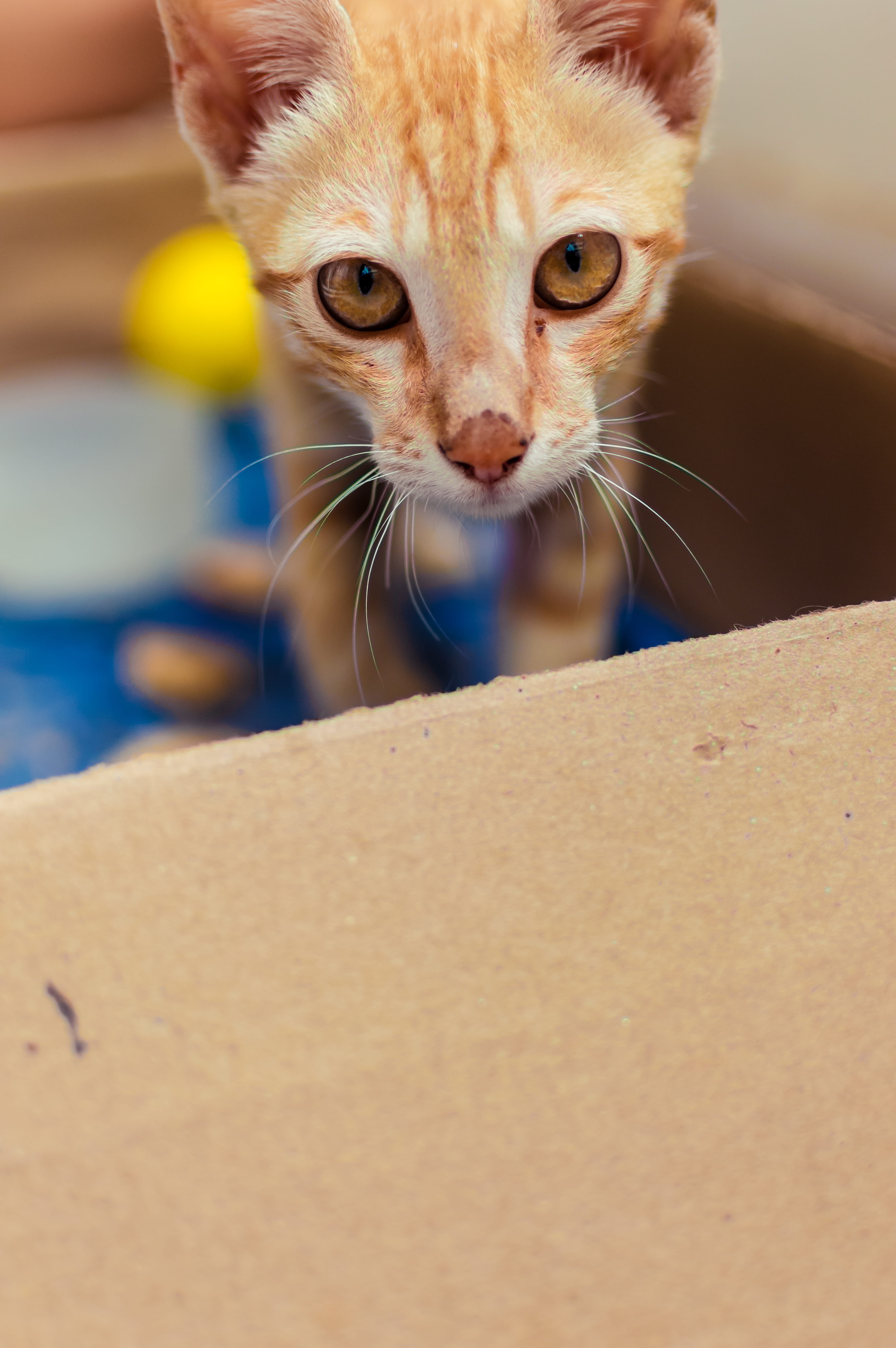 5K, looking, siamese, domestic, wood, furniture, carton, sphere, eyes, abyssinian, ginger cat, cardboard box, pet, closet, box, pets, mammal, domestic cat, Phone HD Wallpaper