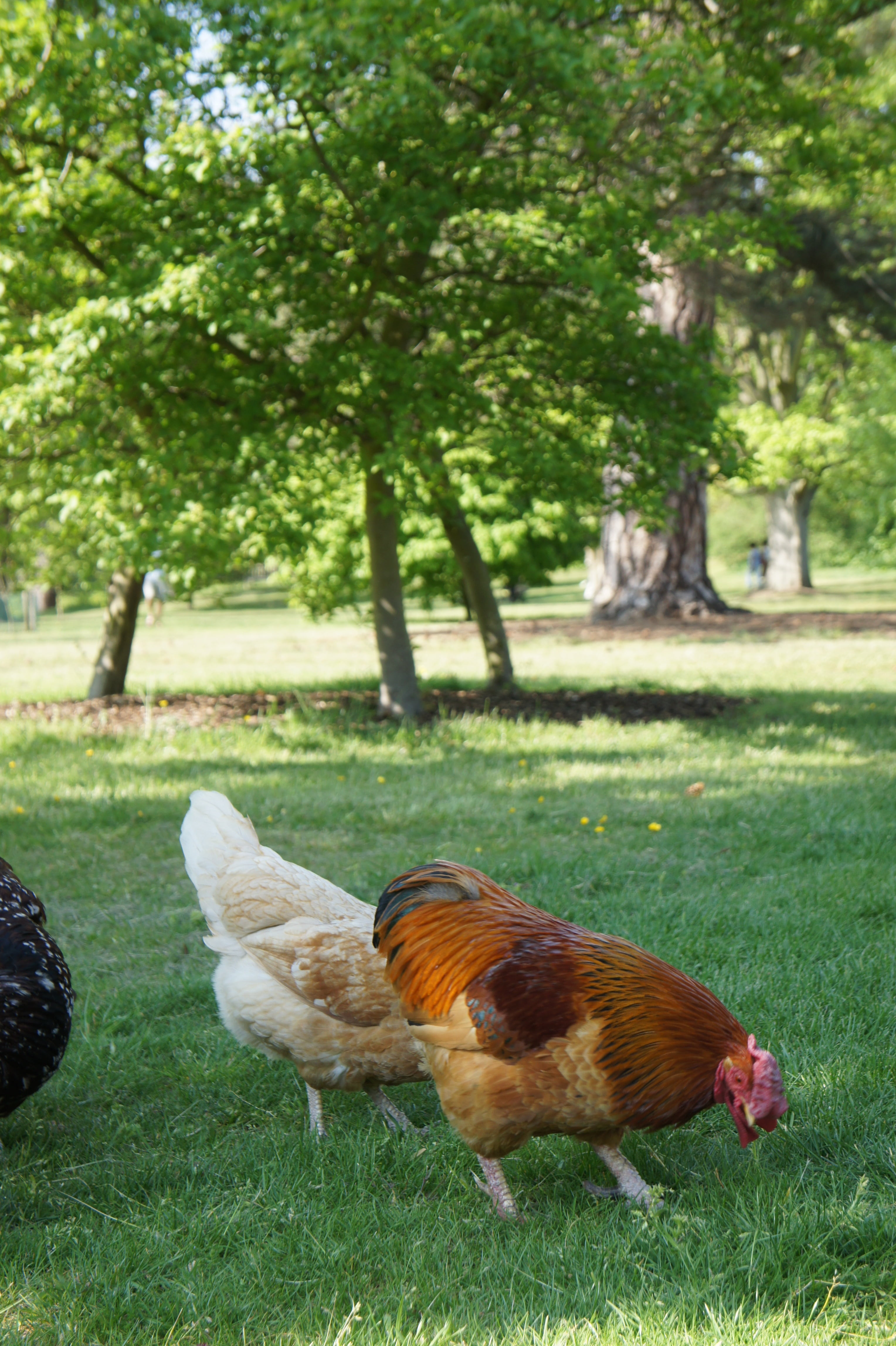 mammal, male animal, spring, domestic, bird, chicken - bird, hen, one animal, tree, pets, food, egg, domestic animals, land, nature, brown, 4K, plant, Phone HD Wallpaper