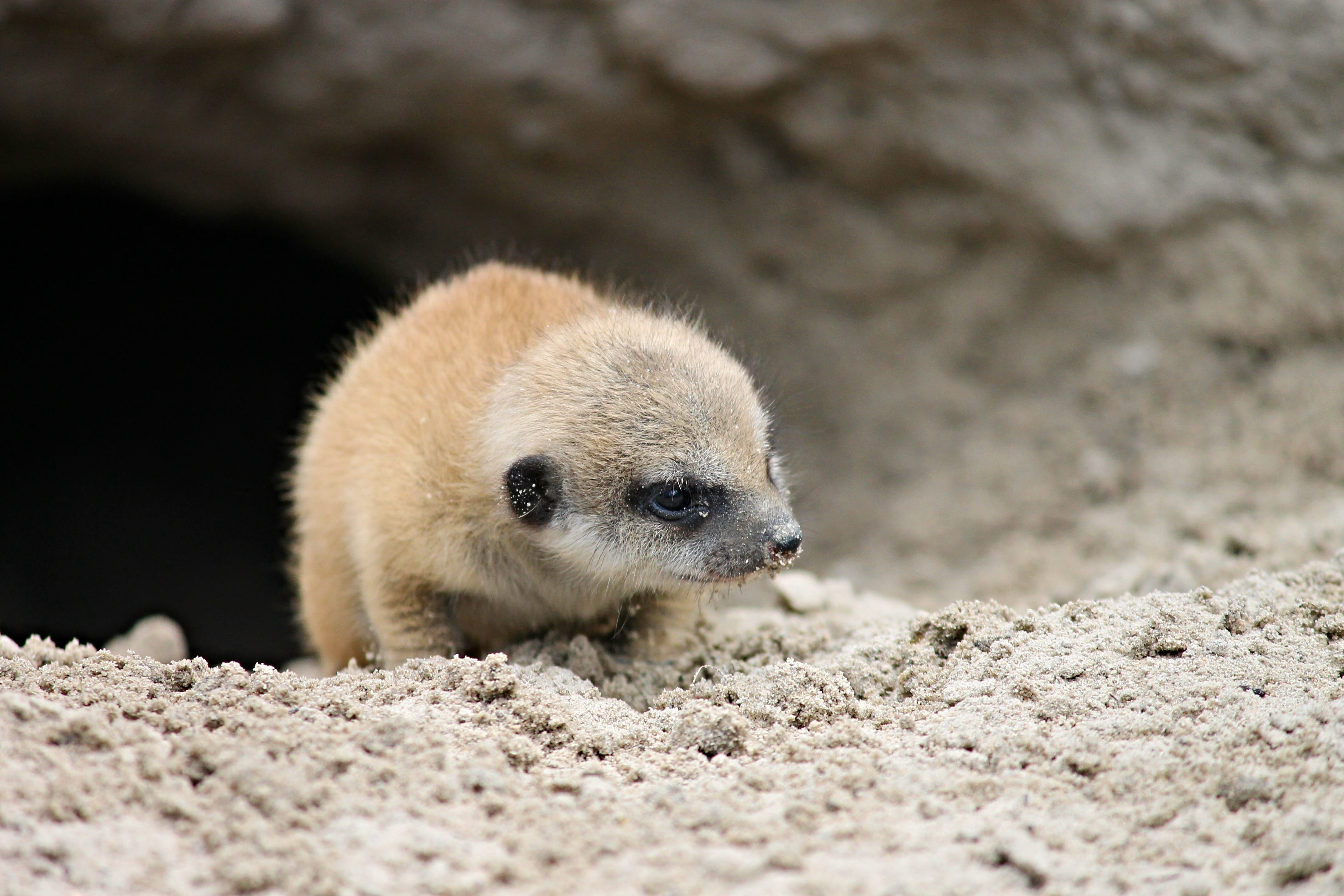 suricata suricatta, baby, scharrtier, full length, nature, curious, suricate, no people, selective focus, animal child, young, meerkat, animal wildlife, HD Wallpaper