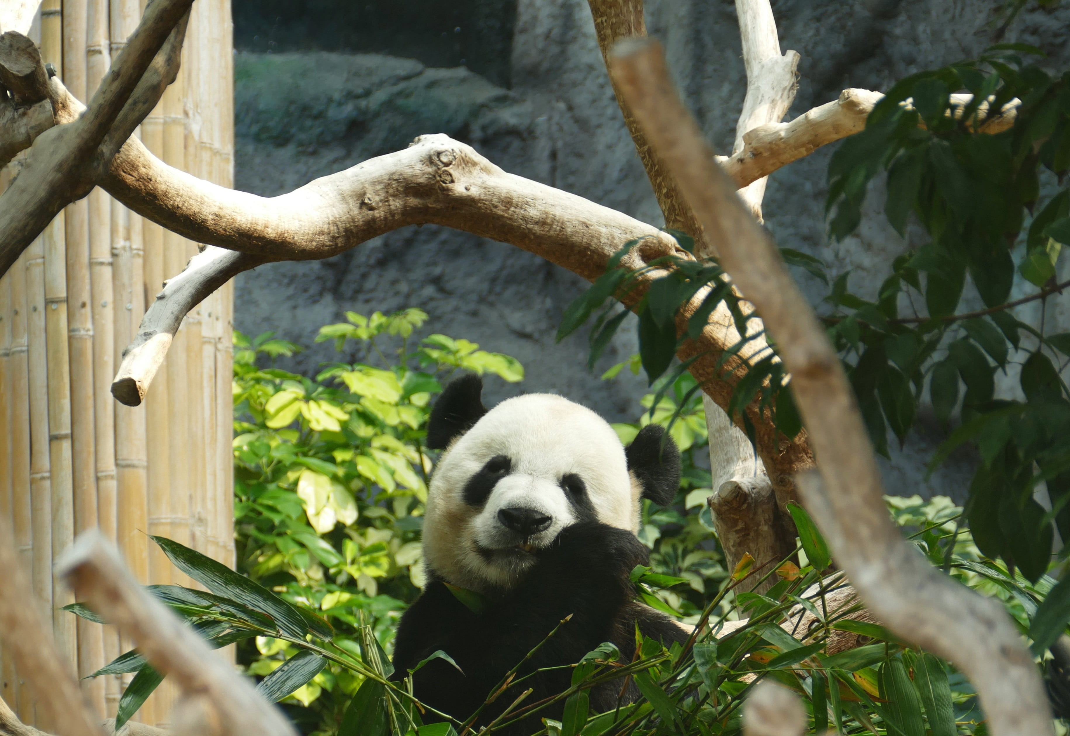 2K, animals in the wild, fur, purry, asia, tree, nature, animal themes, macau, no people, zoo, giant panda, head drawing, relaxation, bear, outdoors, bamboo - plant, HD Wallpaper
