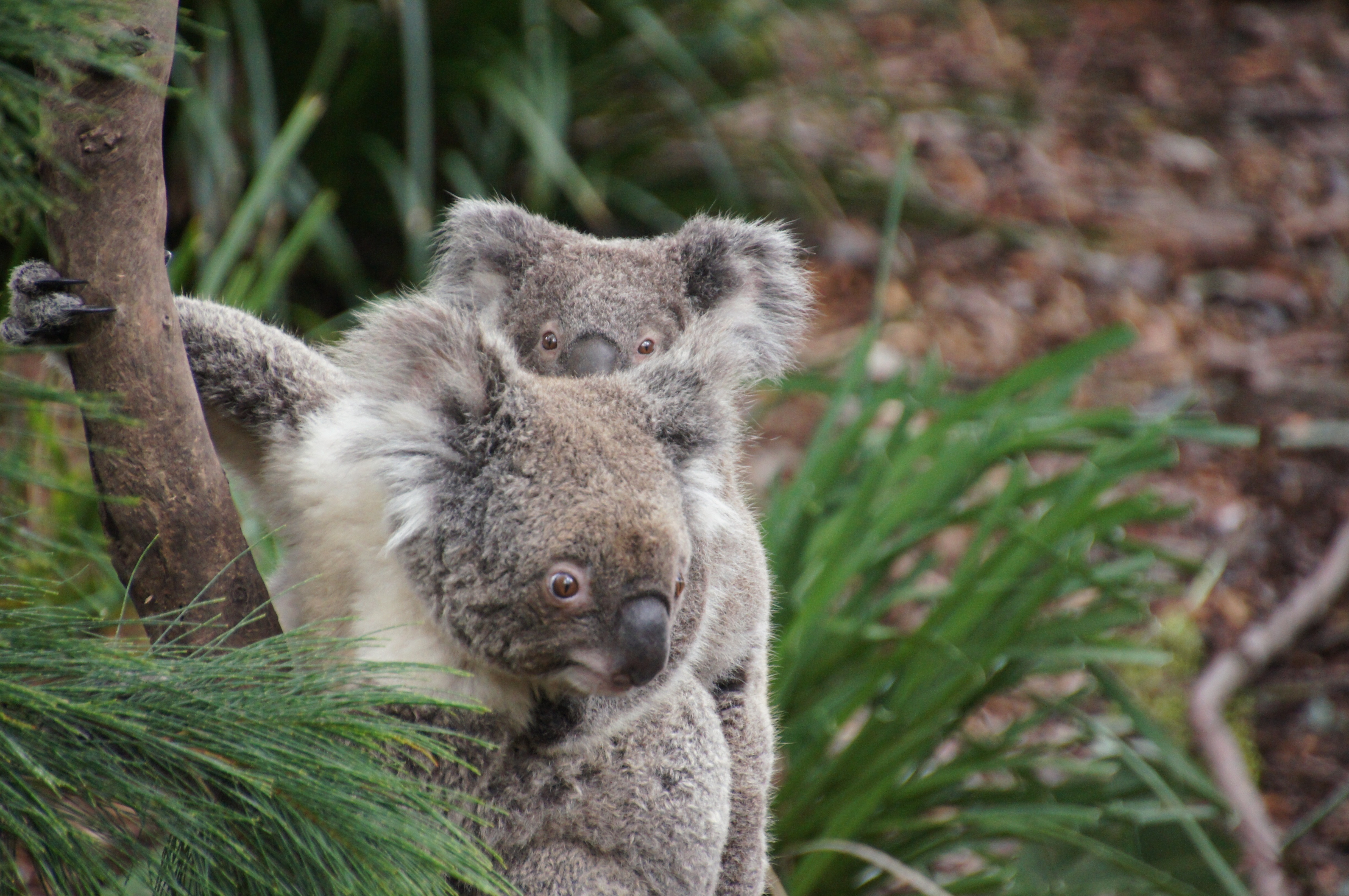 rest, animal family, lazy, koala, philip island, group of animals, baby koala, australia, mammal, nature conservation, animals in the wild, 4K, baby, outdoors, HD Wallpaper