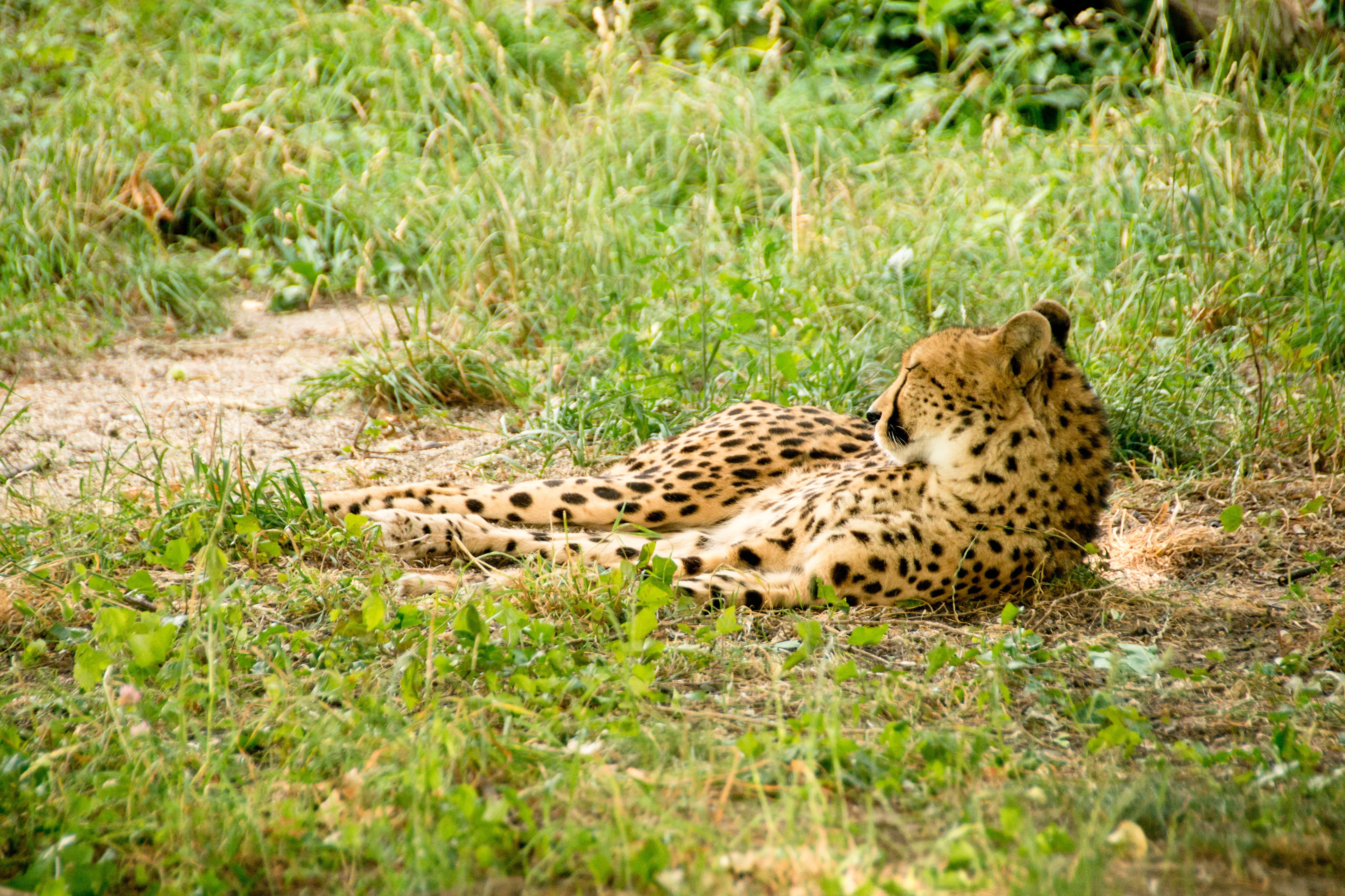 vigilant, attention, brown, mammal, vertebrate, rest, purry, wildcat, 4K, wilderness, nature, kenya, grass, feline, summer, animals in the wild, fur, snout, HD Wallpaper