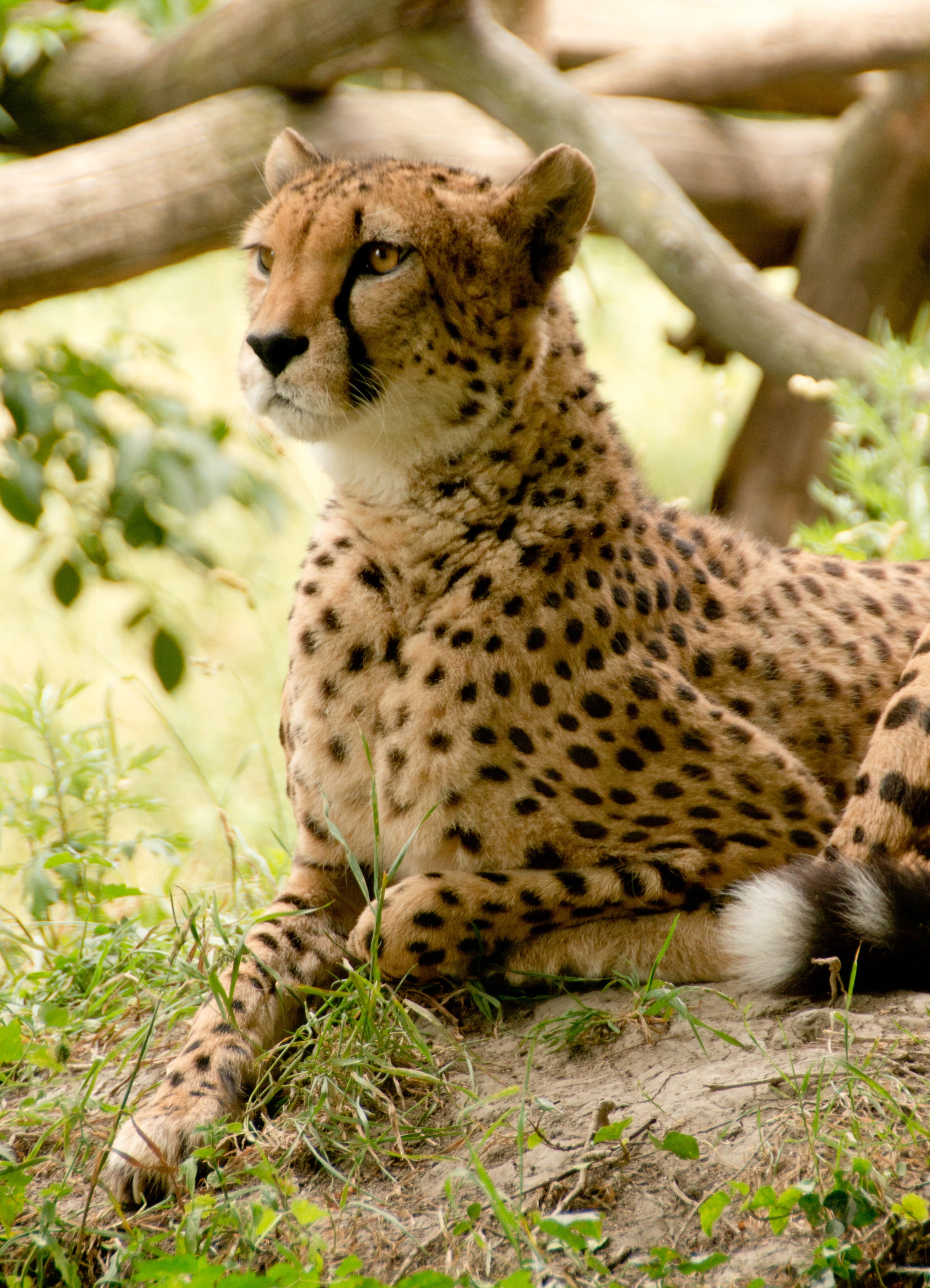park, mature, animal wildlife, wild, big cat, concerns, day, rest, head, zoo, animal themes, view, carnivores, hunter, animals, carnivora, holiday, points, Phone HD Wallpaper